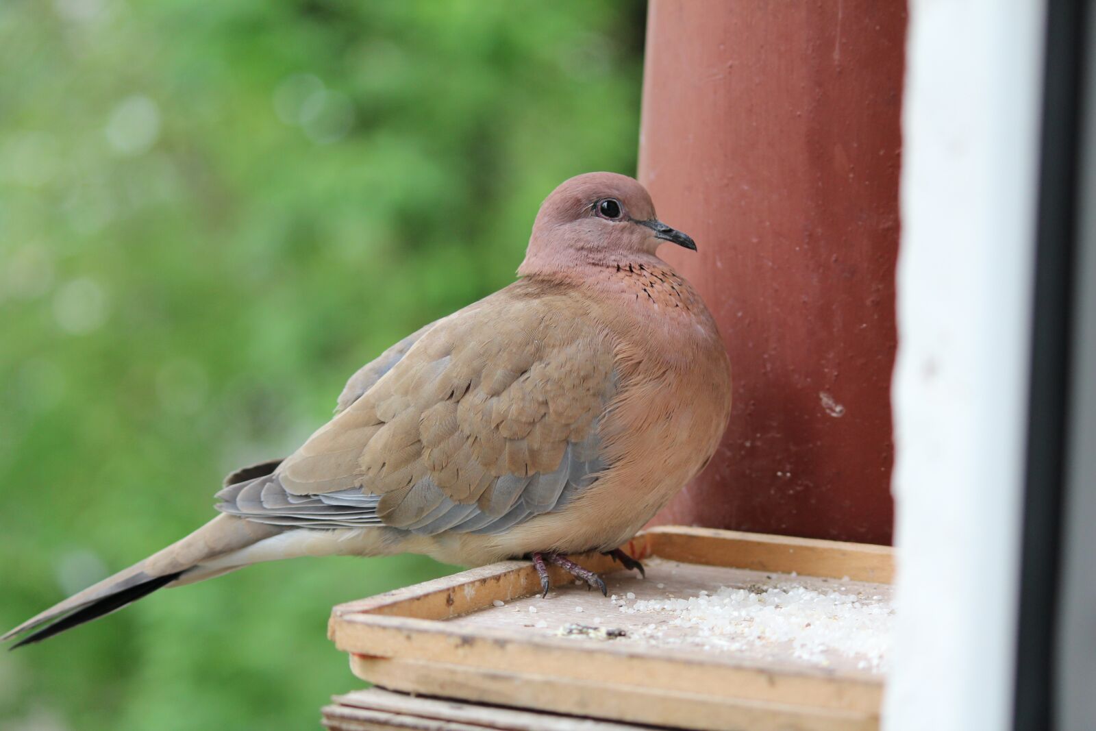 Canon EOS 600D (Rebel EOS T3i / EOS Kiss X5) sample photo. Bird, the neck, pigeons photography