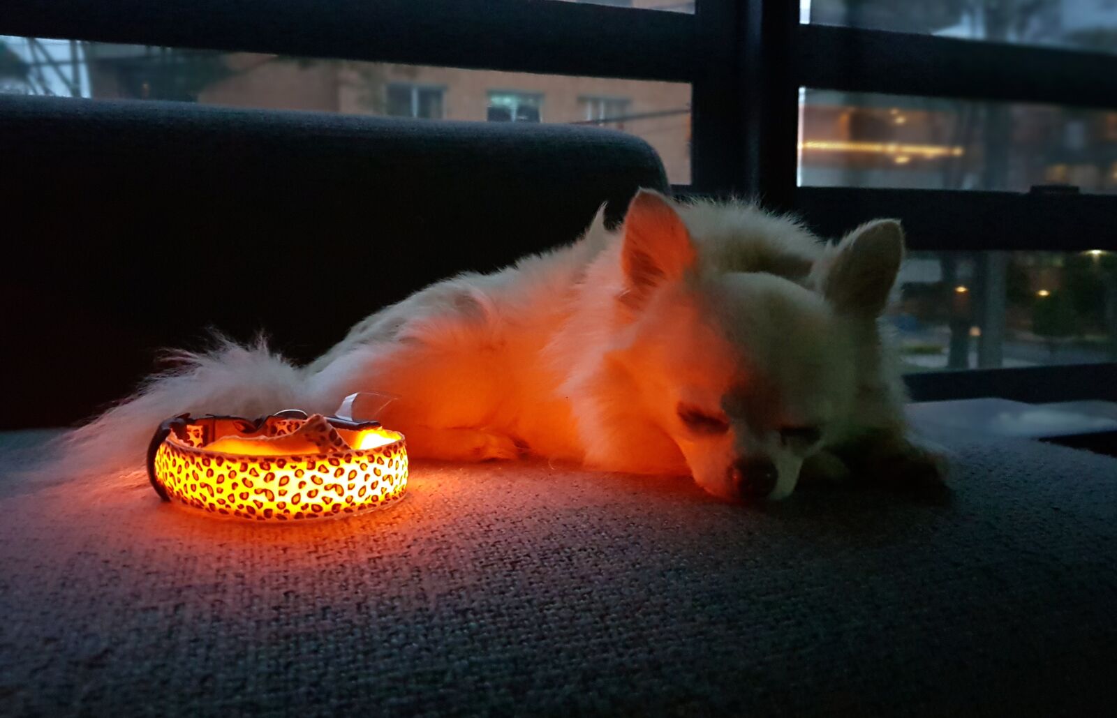 Samsung Galaxy S8 sample photo. Chihuahua, chihuahua de pelo photography