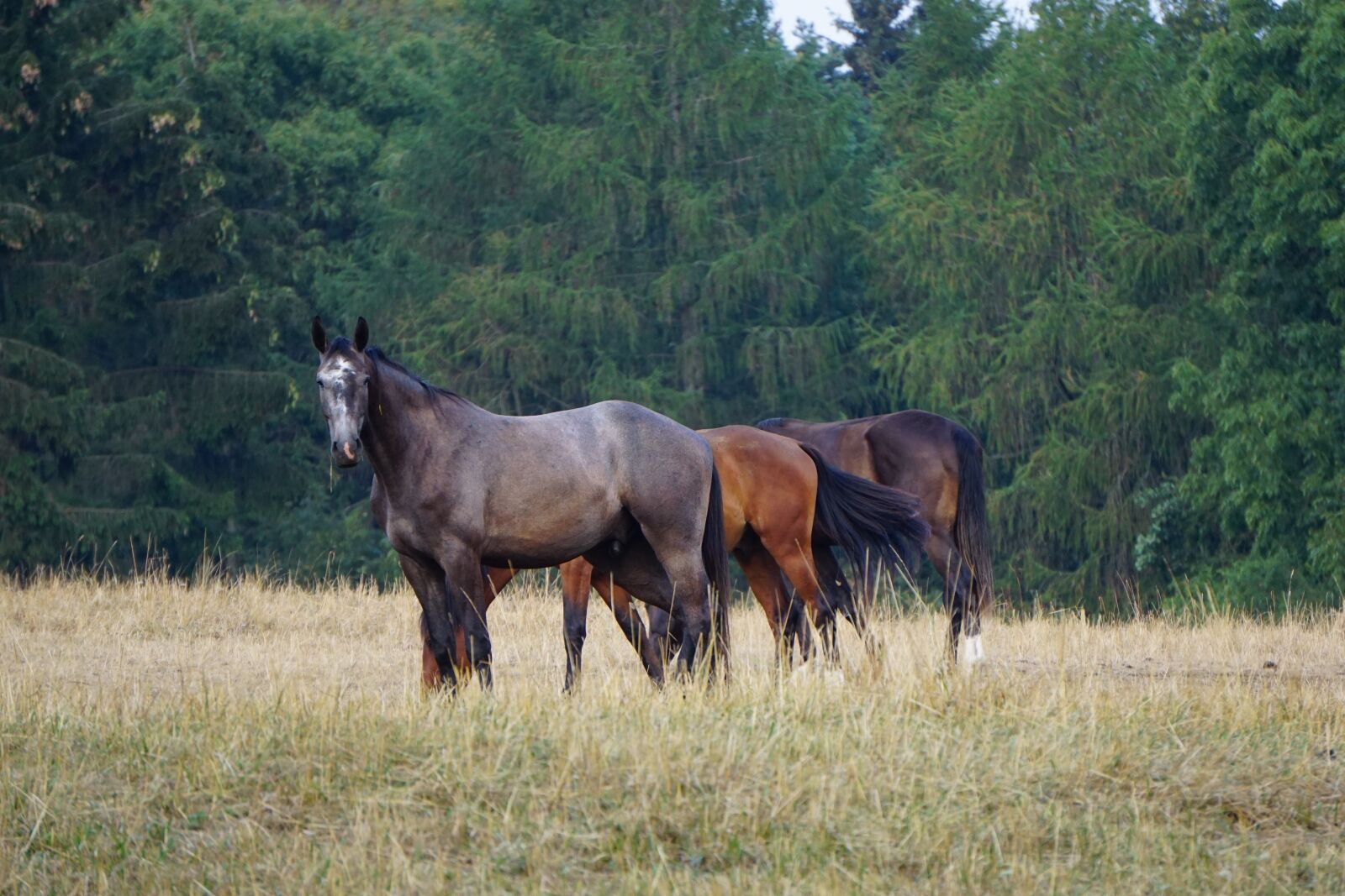 Sony a6000 sample photo. Horses, pasture, animals photography