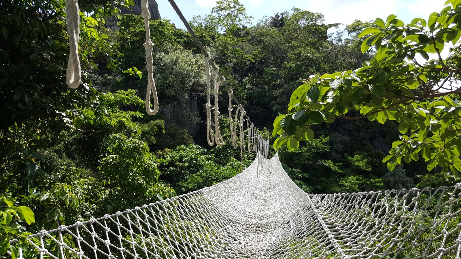 Samsung Galaxy Note5 sample photo. Bridge, forest, hanging bridge photography