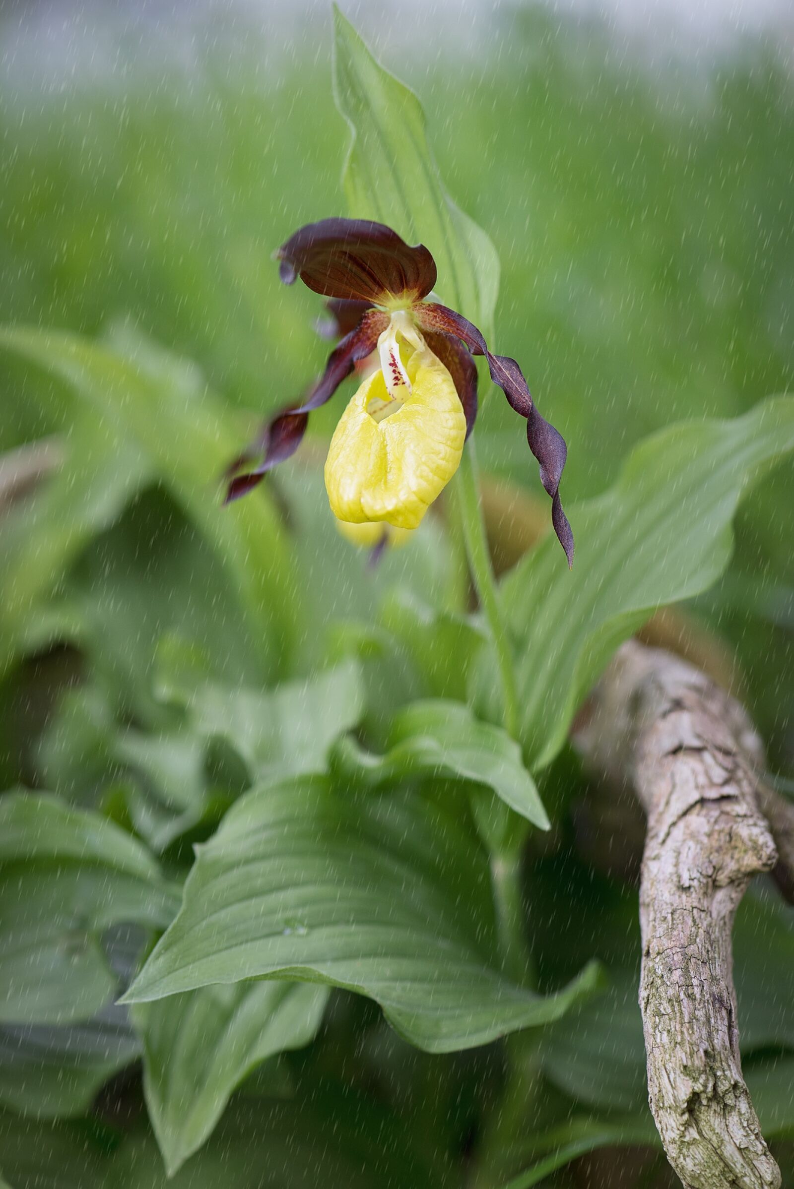 Nikon D750 sample photo. Frauenschuh, yellow lady slipper photography