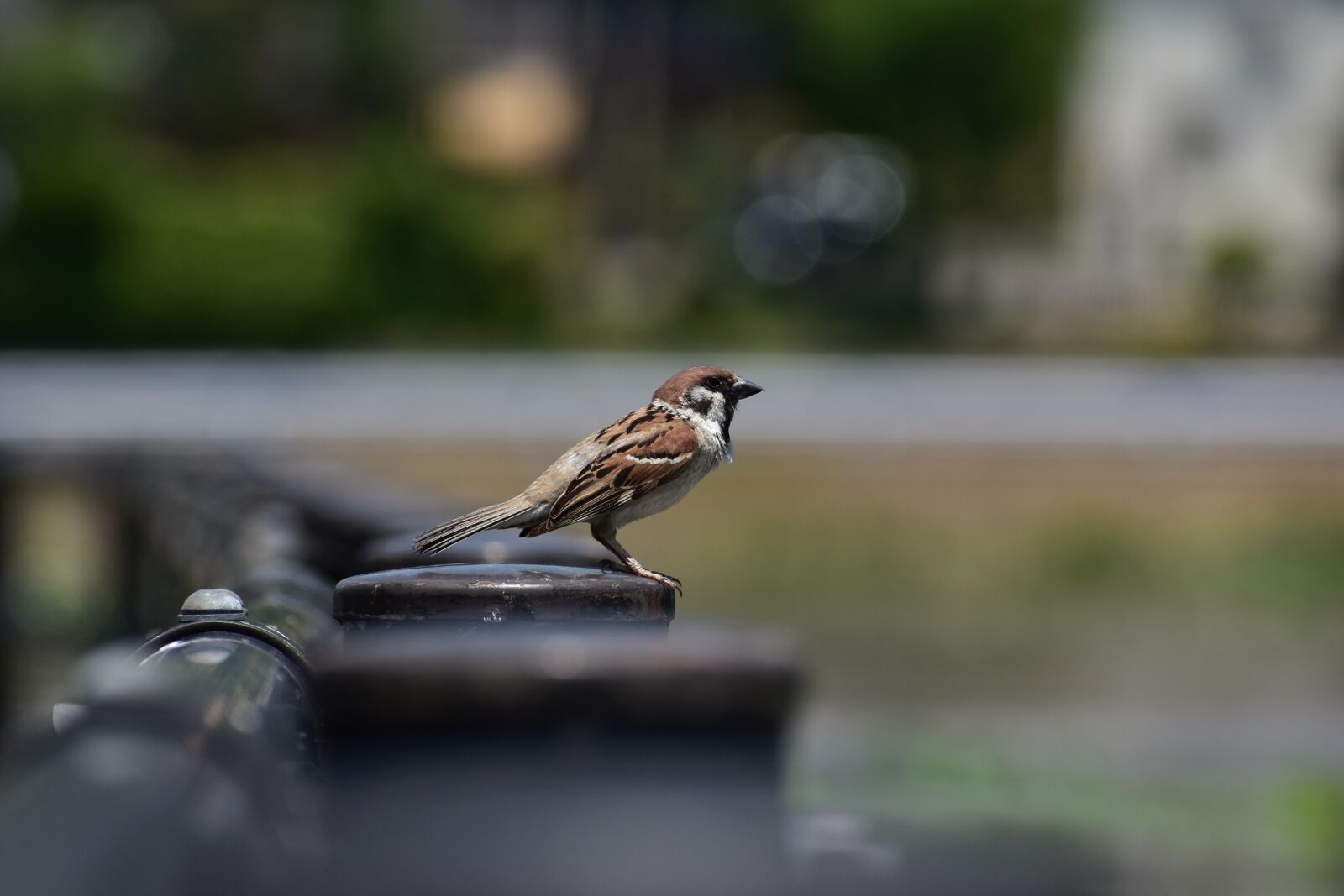 Nikon D7200 sample photo. Animal, bird, wild birds photography