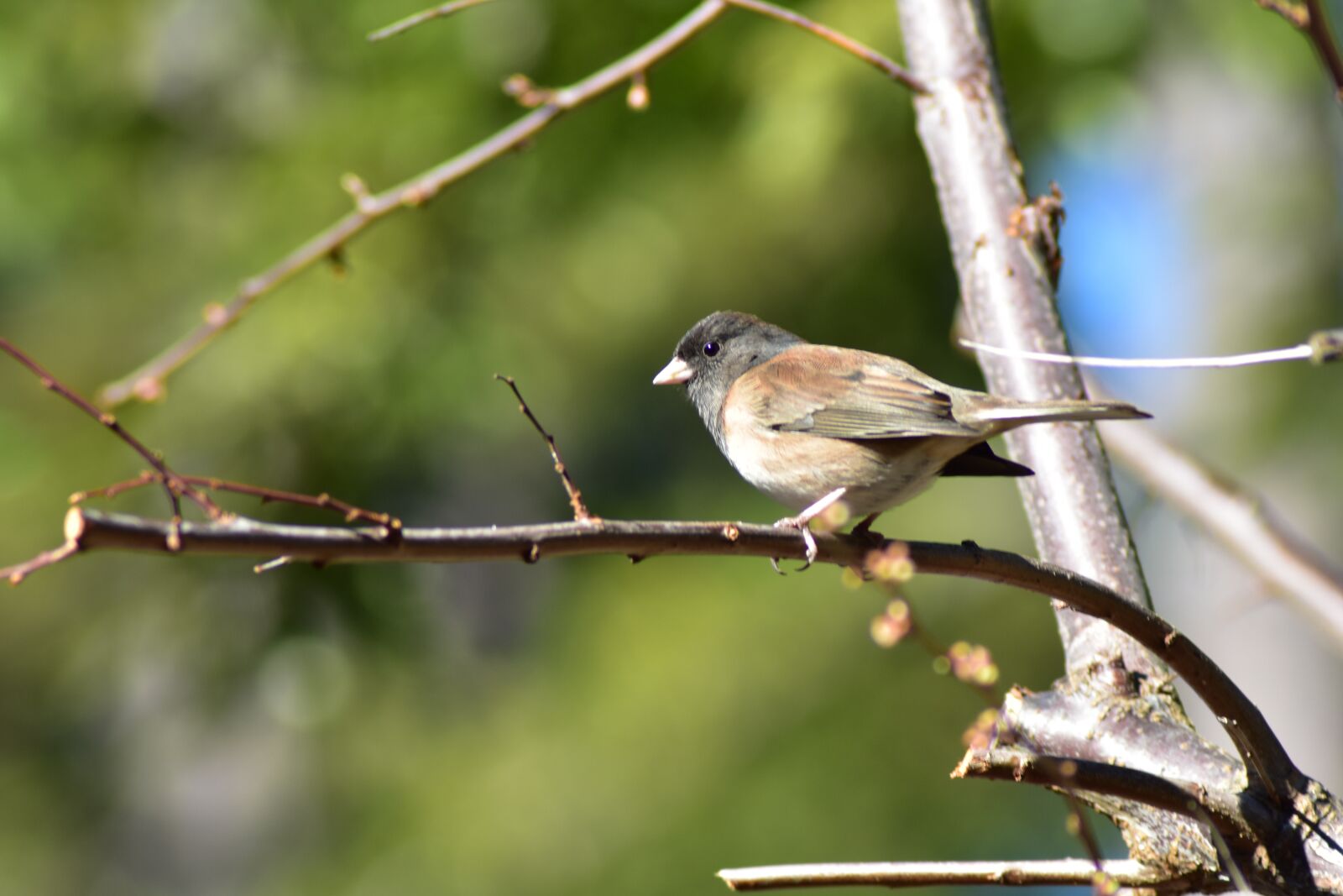 Nikon D3400 sample photo. Bird, green, feather photography