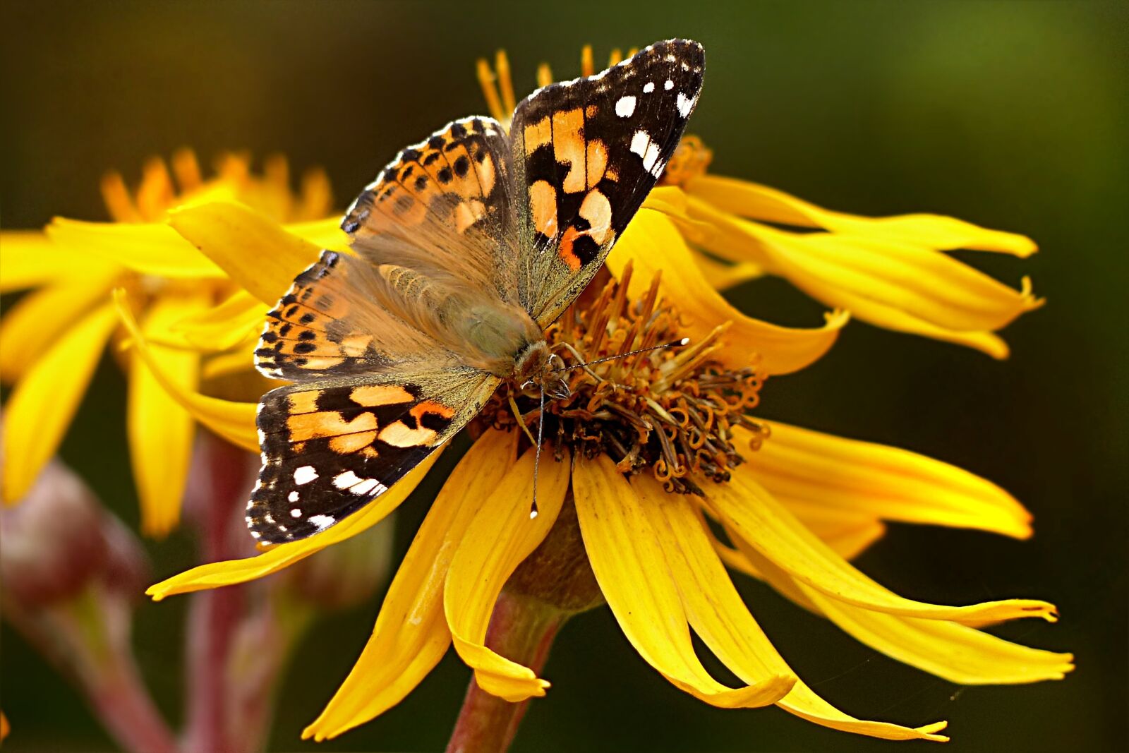 Panasonic Lumix DMC-FZ200 sample photo. Animal, insect, butterfly photography