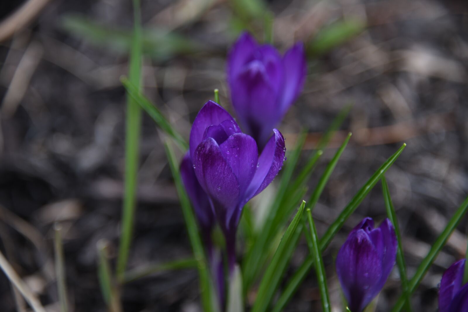 Nikon D850 sample photo. Crocus, flower, happy photography