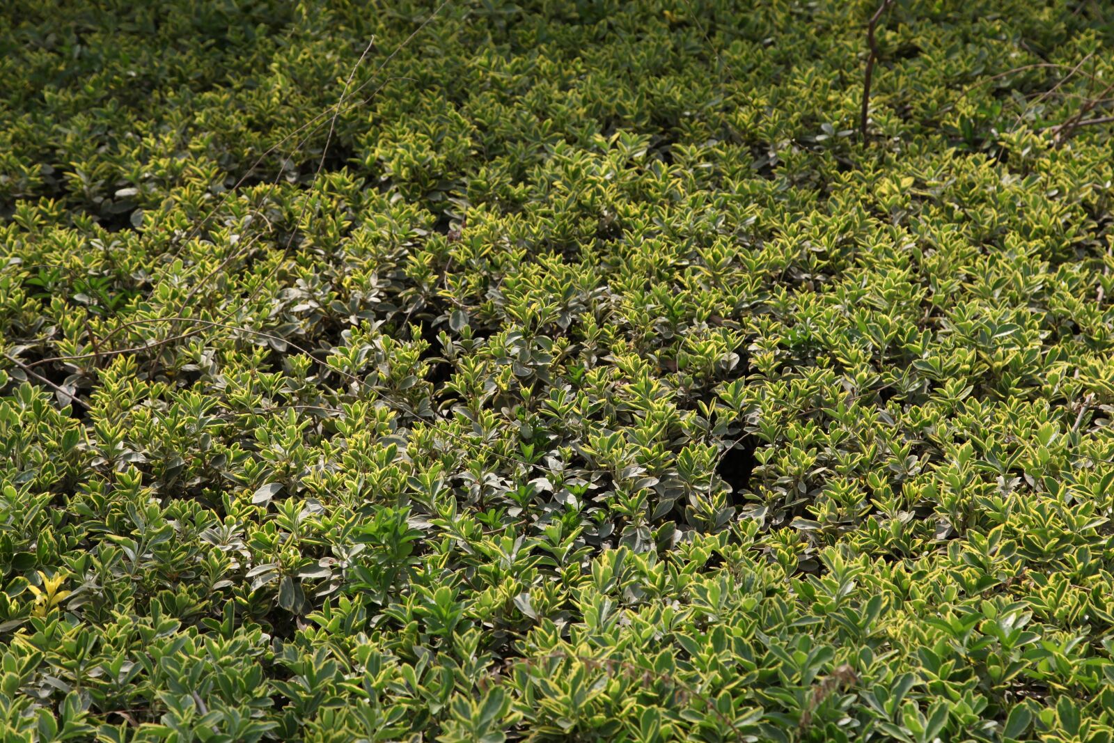 Canon EOS 5D Mark II sample photo. Plant, green, reconstruction photography