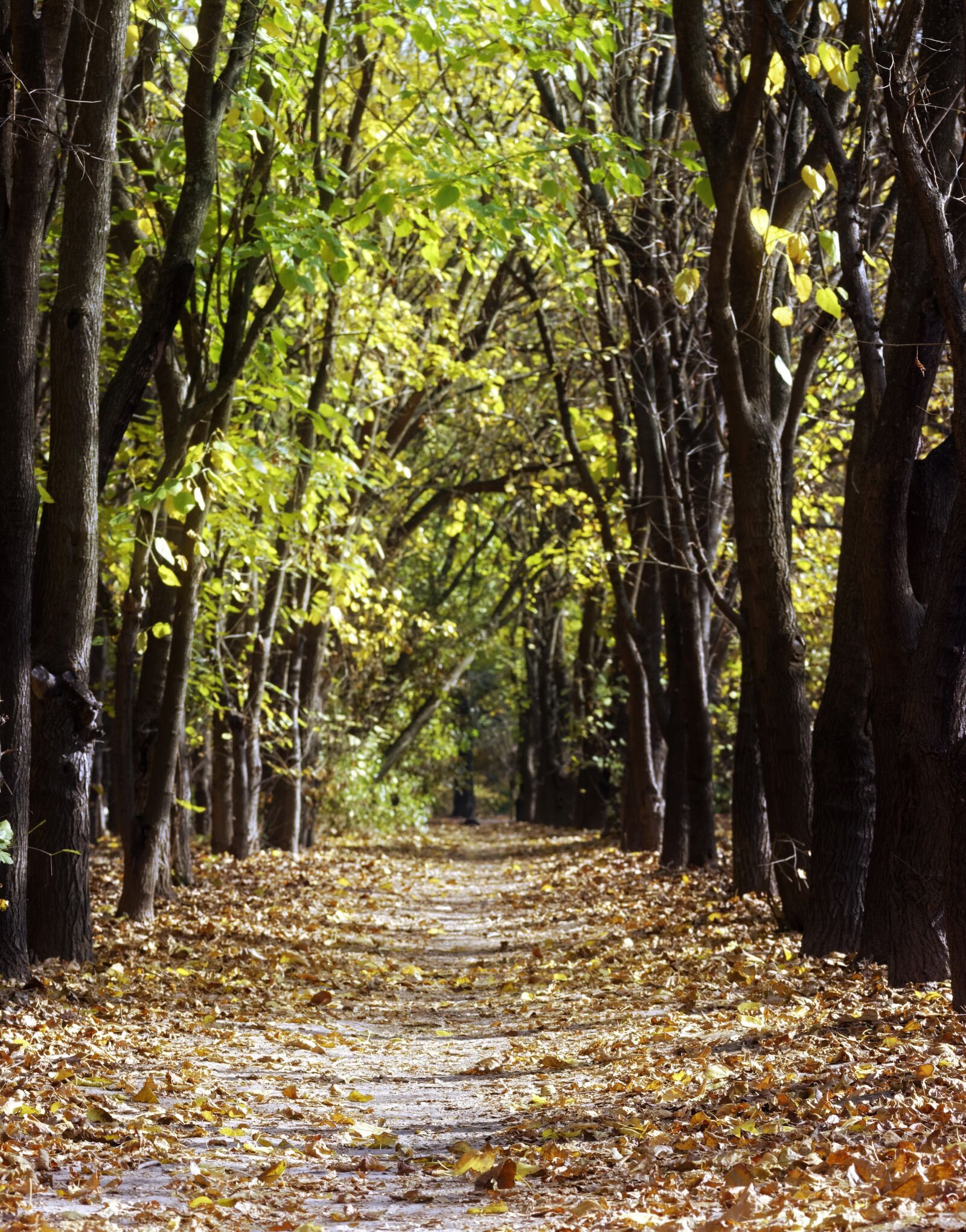 Nikon D5300 sample photo. Landscape, nature, park photography