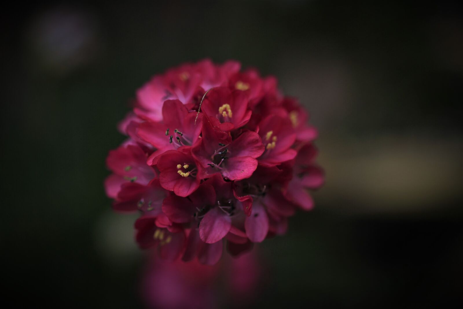 Canon EF-S 35mm F2.8 Macro IS STM sample photo. Beach grass elke, blossom photography