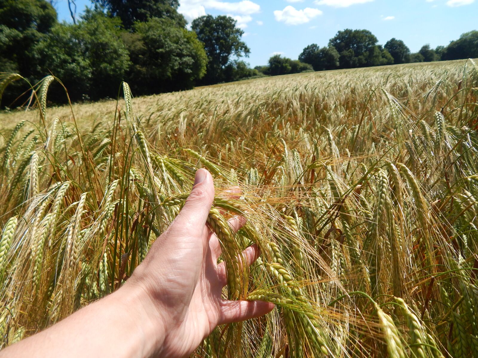 Nikon Coolpix L820 sample photo. Field, summer, walking photography