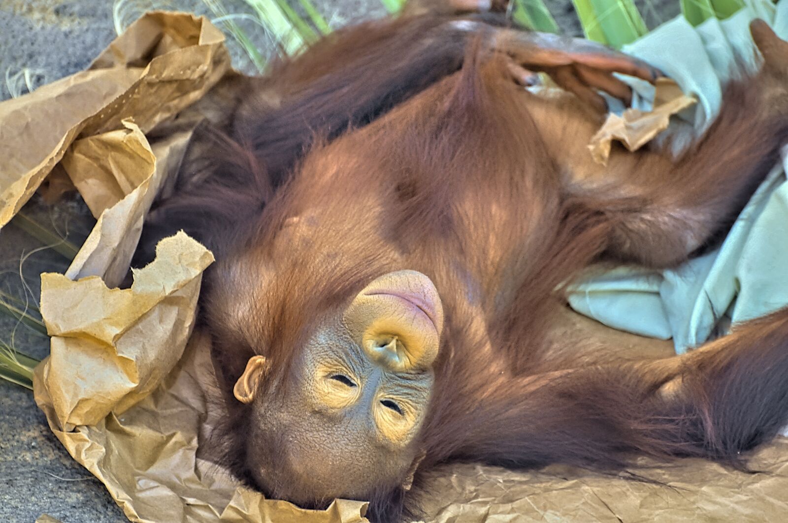Nikon D300 sample photo. Orangutan, ape, primate photography