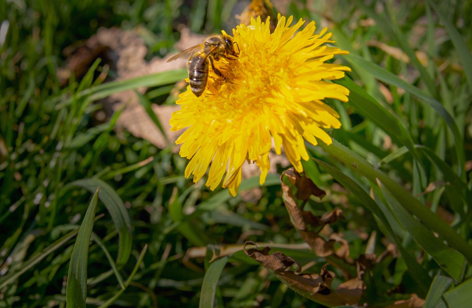 Canon EOS 650D (EOS Rebel T4i / EOS Kiss X6i) sample photo. Dandelion, bee, pollen photography