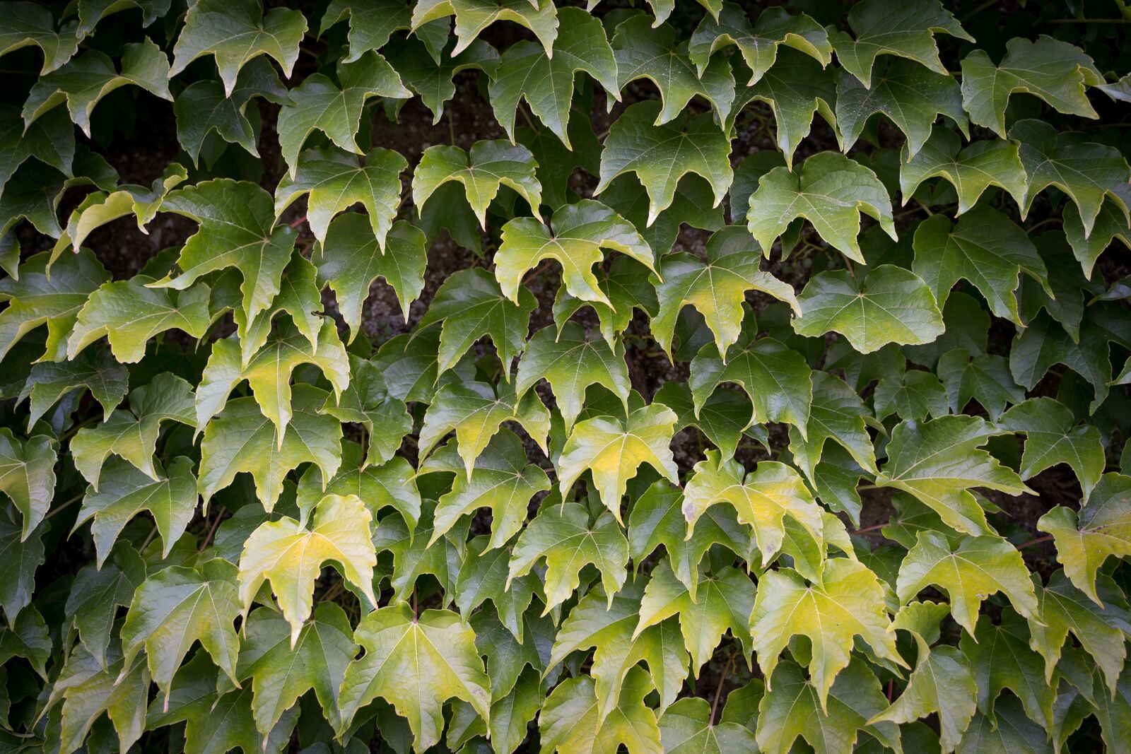 Sony a7 III sample photo. Leaves, leaves wall, green photography