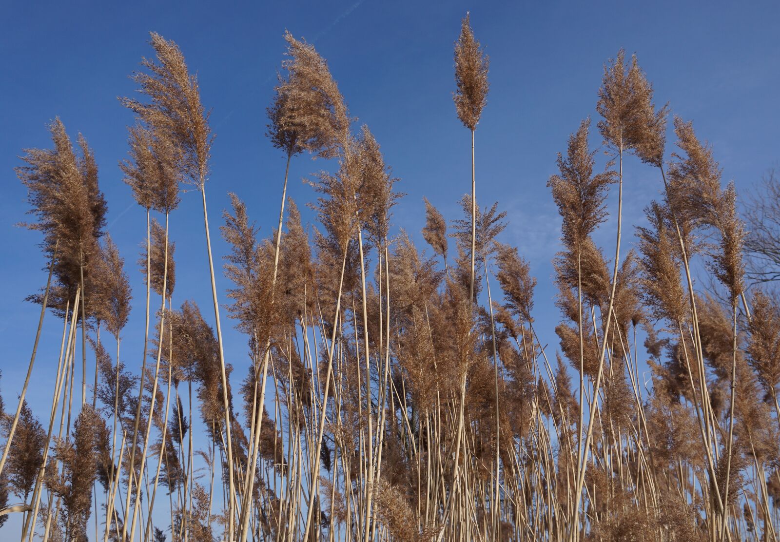 Sony a5100 sample photo. Reed, nature, sky photography