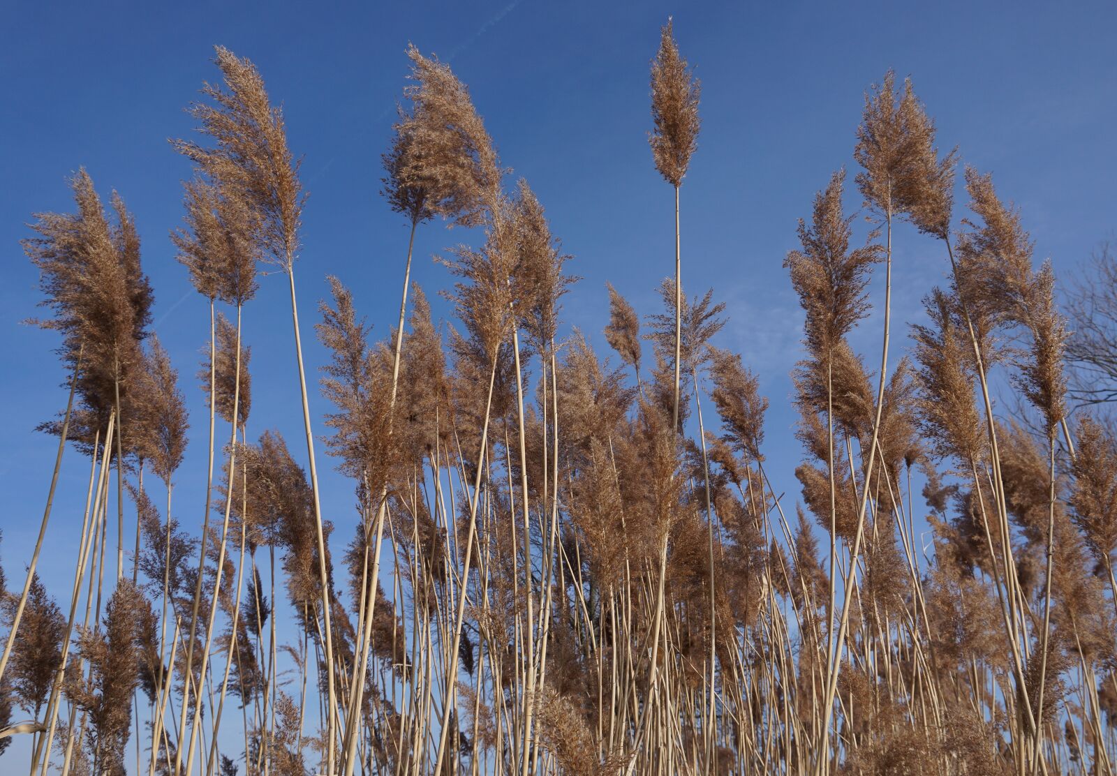 Sony E 16-50mm F3.5-5.6 PZ OSS sample photo. Reed, nature, sky photography