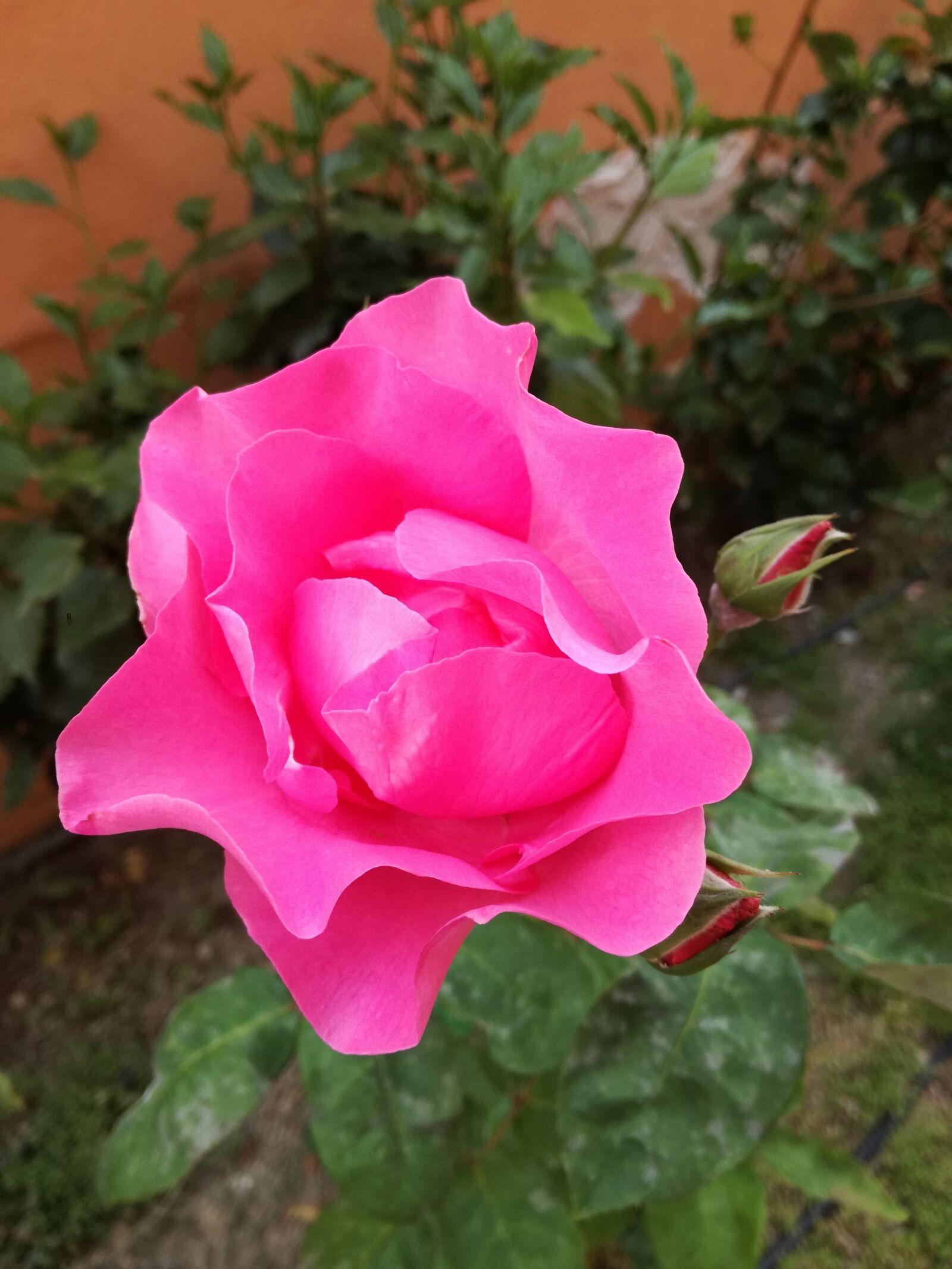 HUAWEI P9 LITE sample photo. Rosa, garden, pink photography