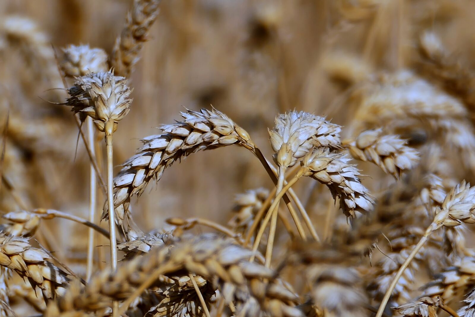 Panasonic Lumix DMC-FZ1000 sample photo. Cereals, agriculture, harvest photography