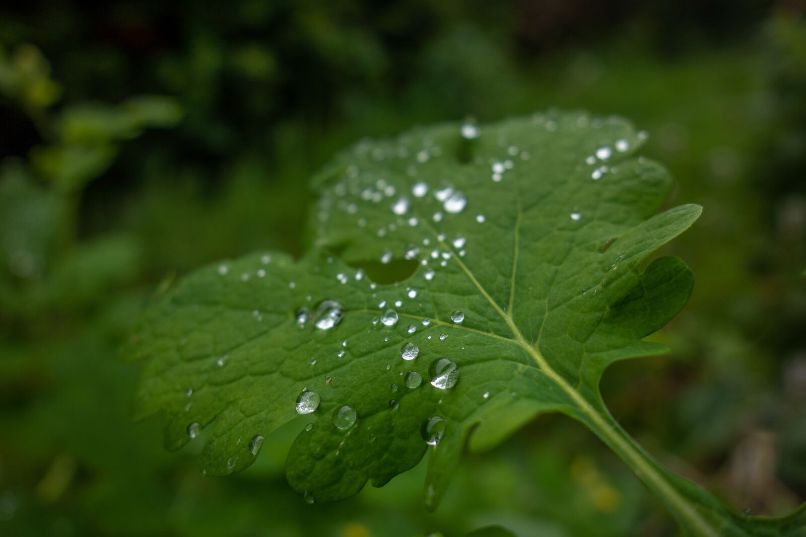 Sony Cyber-shot DSC-RX100 sample photo. Leaf, drop, water photography