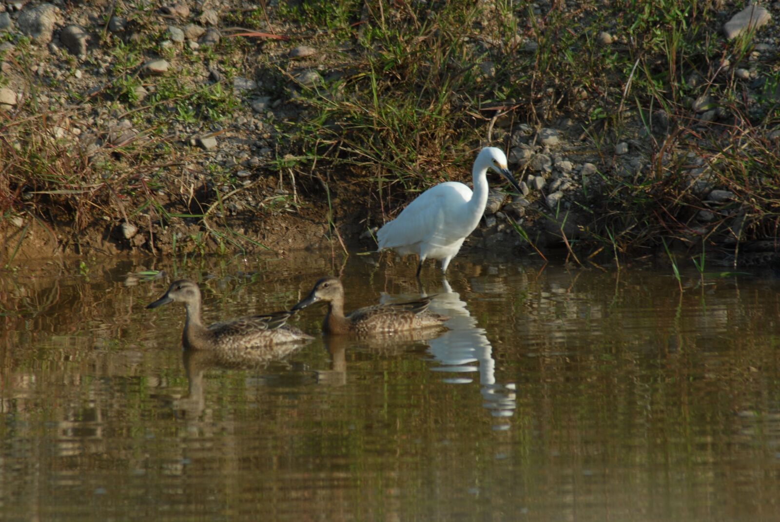 Nikon D200 sample photo. Ave, fauna, bird photography