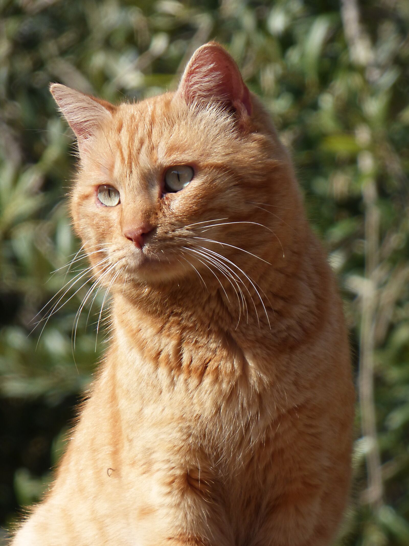 Panasonic Lumix DMC-FZ70 sample photo. Cat, detail, feline look photography