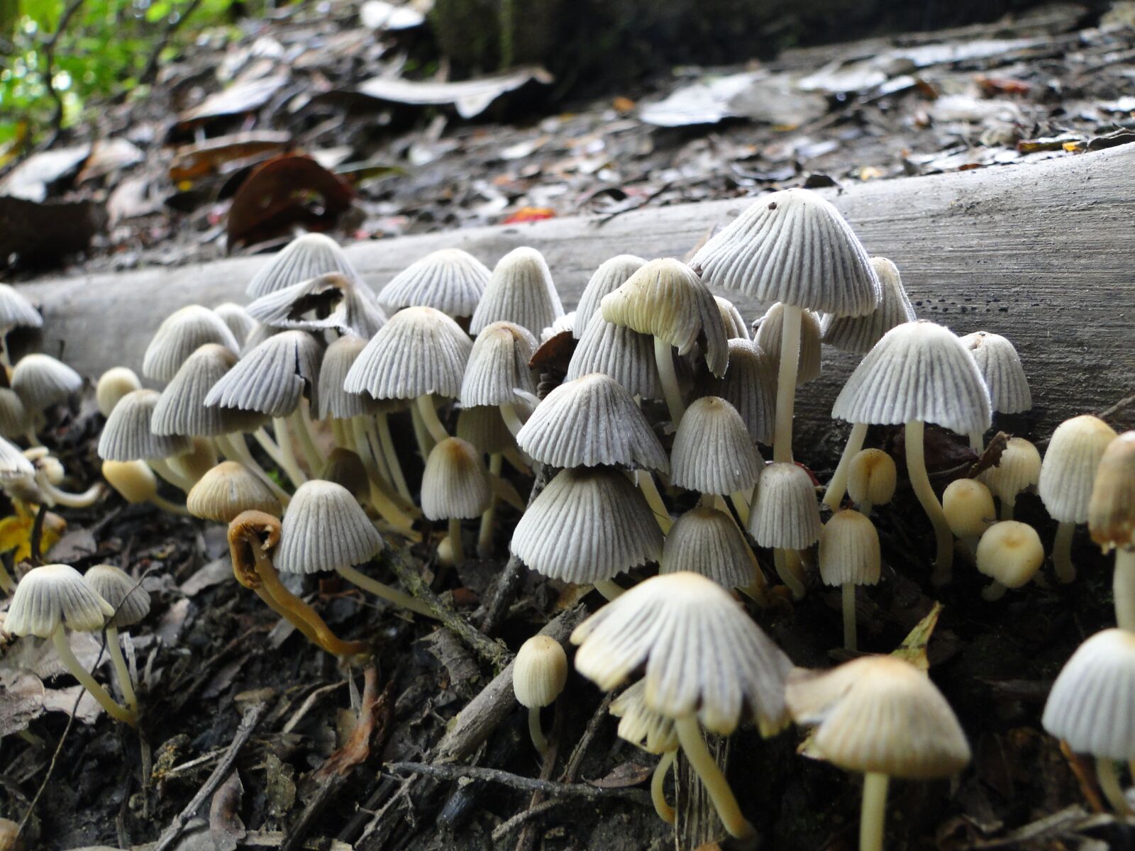 Sony Cyber-shot DSC-HX1 sample photo. Fungi, nature, forest photography