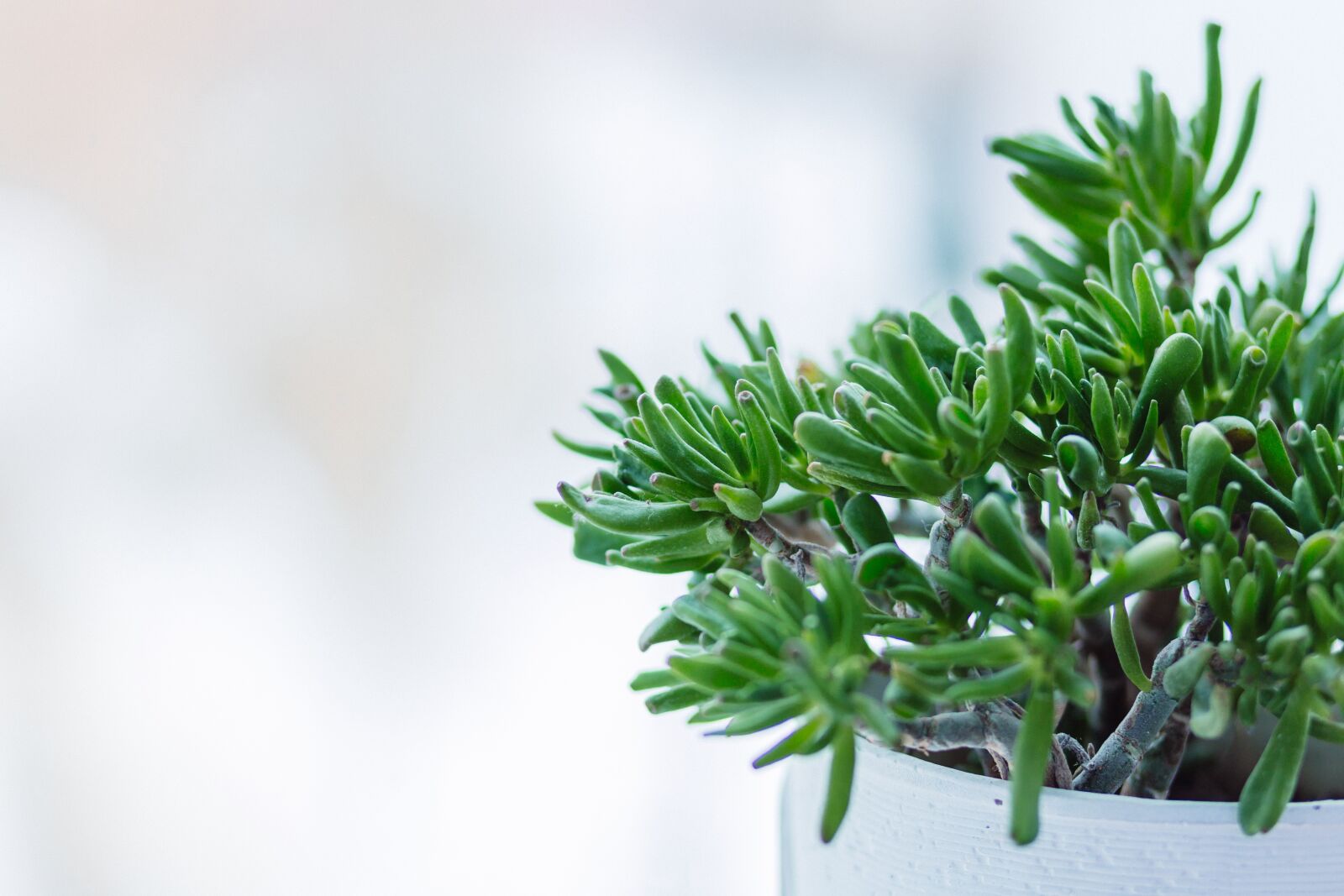 Canon EF 85mm F1.8 USM sample photo. Plant, garden, flower photography