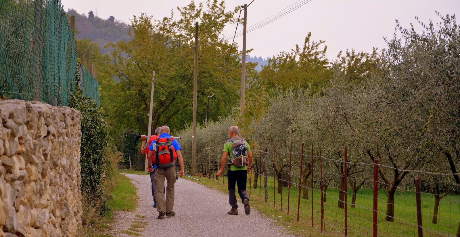 Nikon D7100 sample photo. Excursion, road, olive trees photography