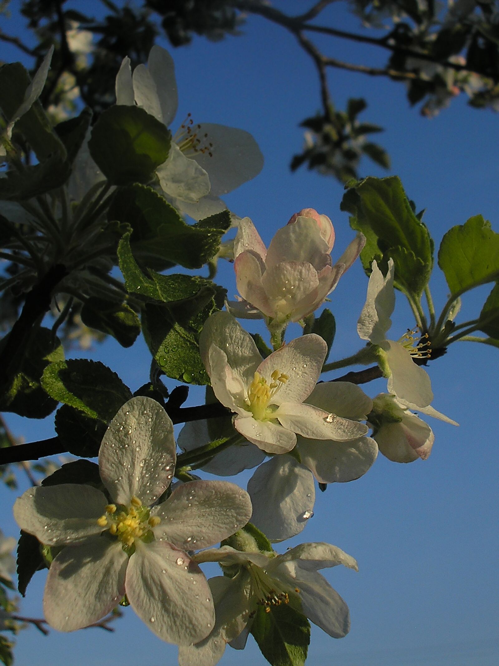 Olympus X550,D545Z,C480Z sample photo. Spring, flowers, apple tree photography