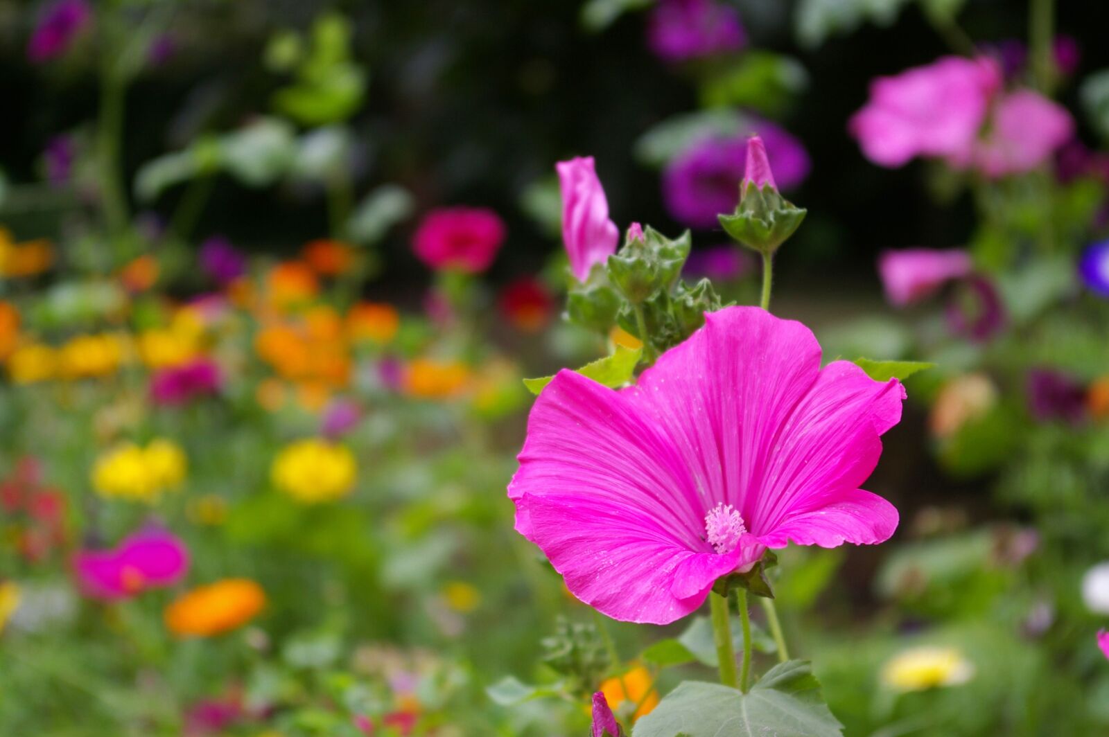 Pentax *ist DL2 sample photo. Flower meadow, wild flowers photography