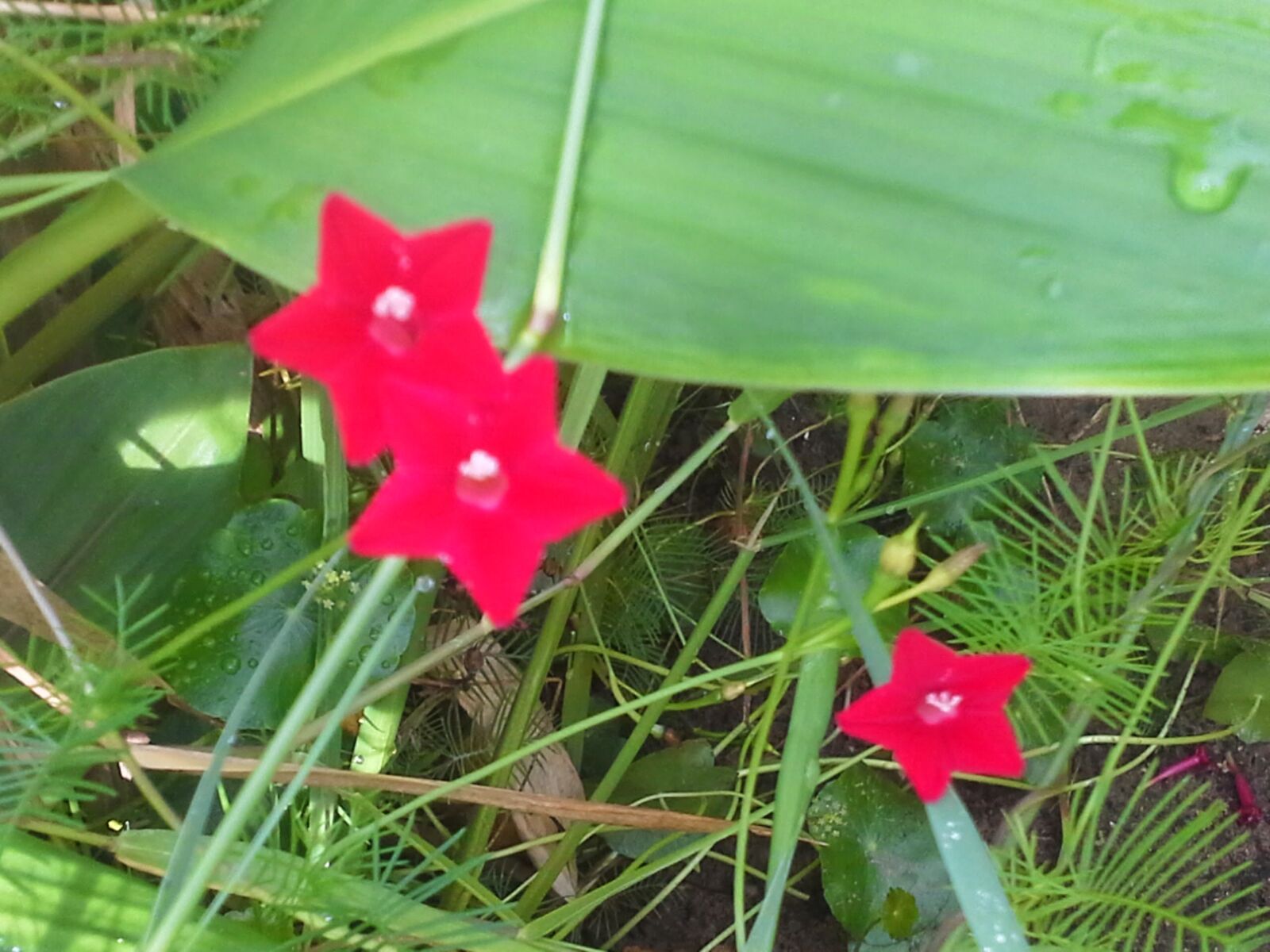 Samsung Galaxy Note 10.1 sample photo
