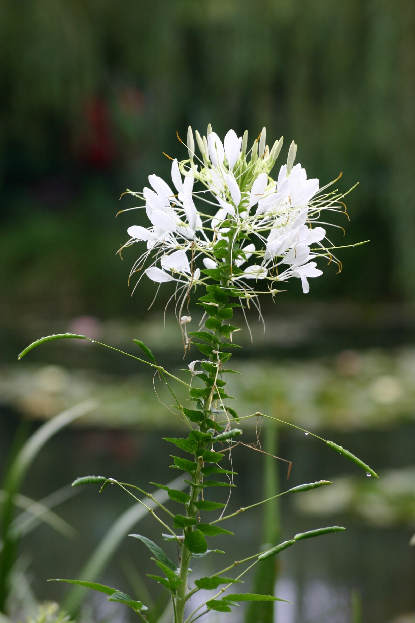 Canon EOS 300D (EOS Digital Rebel / EOS Kiss Digital) sample photo. Flowers, agapanthus, giverny photography