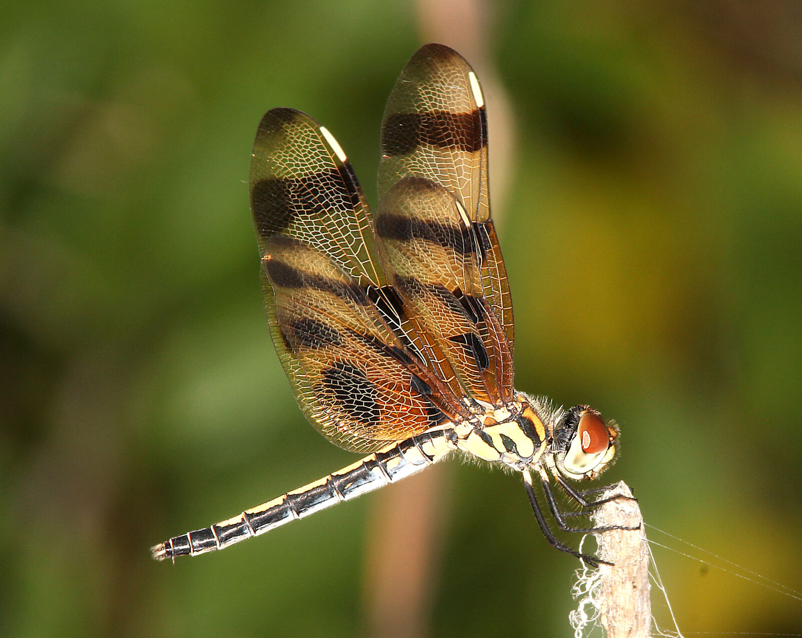 Canon EF 300mm F4L IS USM sample photo
