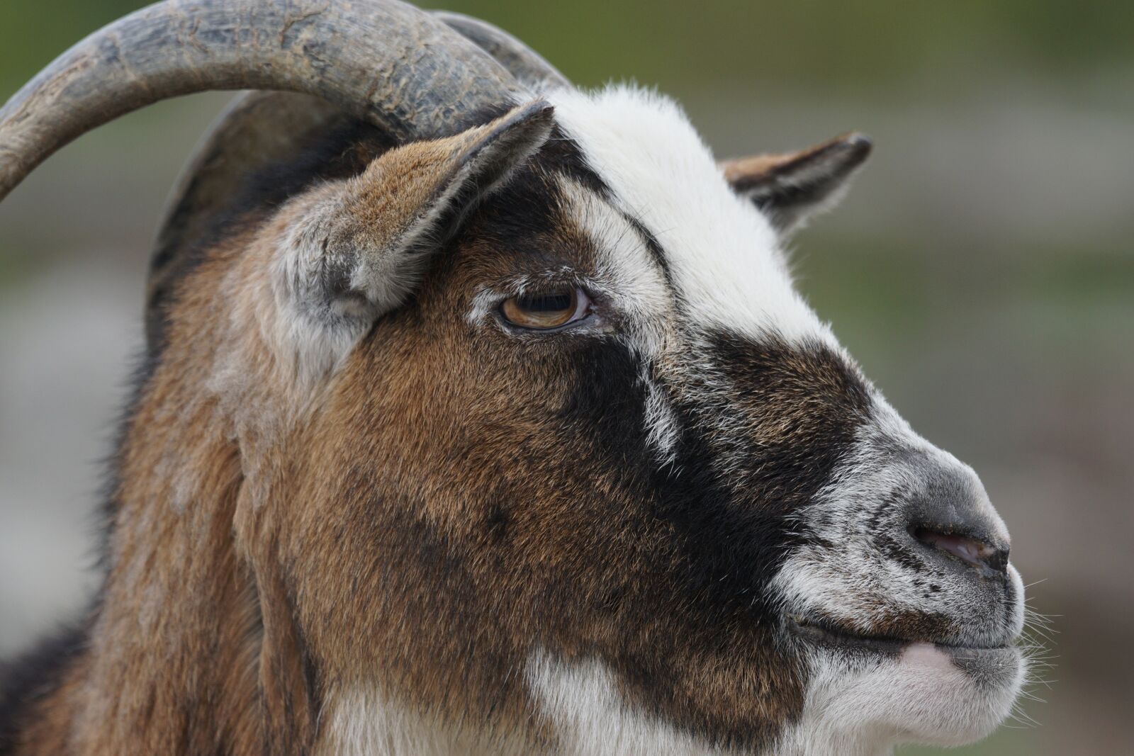 Sony ILCA-77M2 + Sony 70-400mm F4-5.6 G SSM sample photo. Dwarf goat, goat, west photography