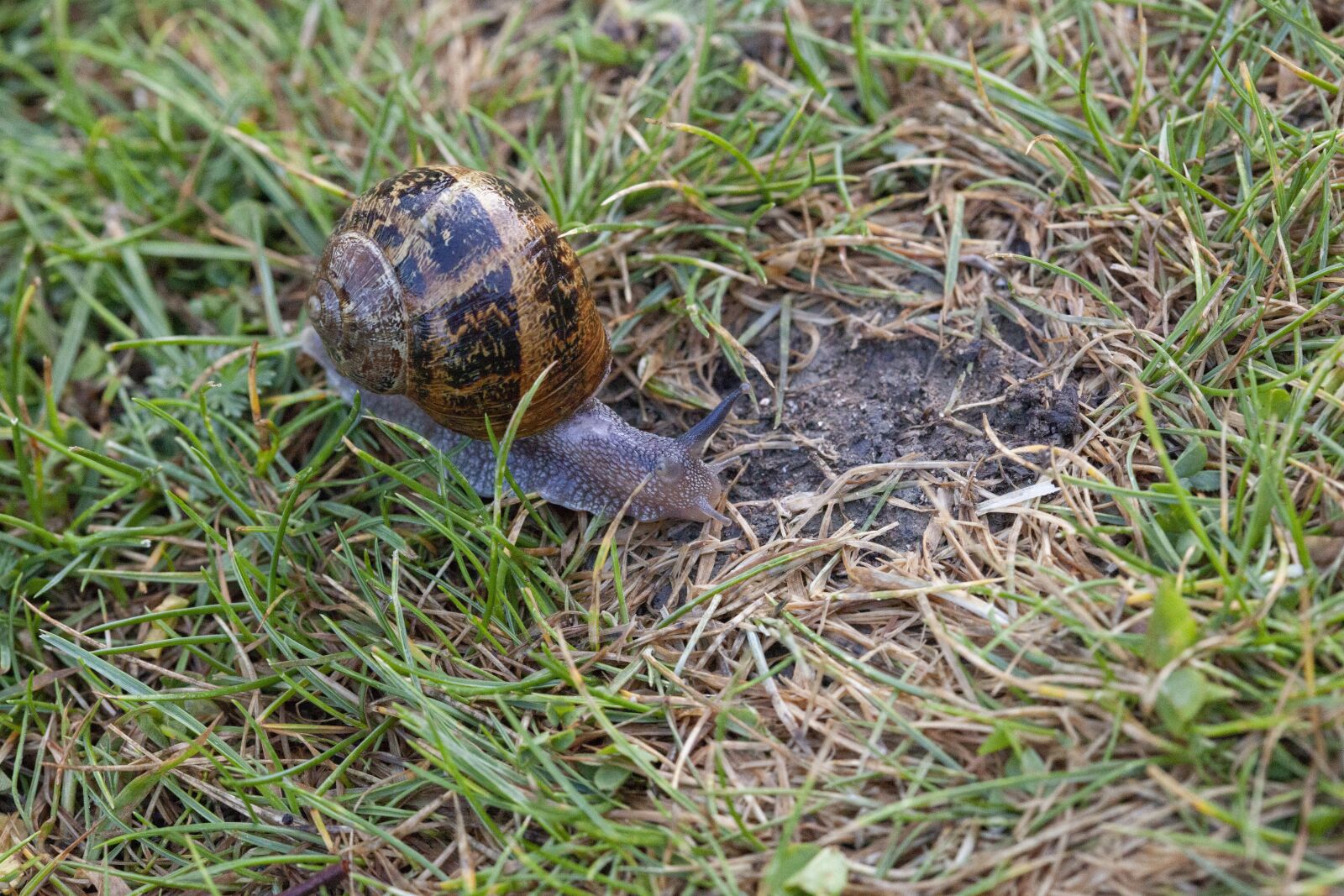 Canon EOS 5D Mark II sample photo. Snail, garden, wet photography