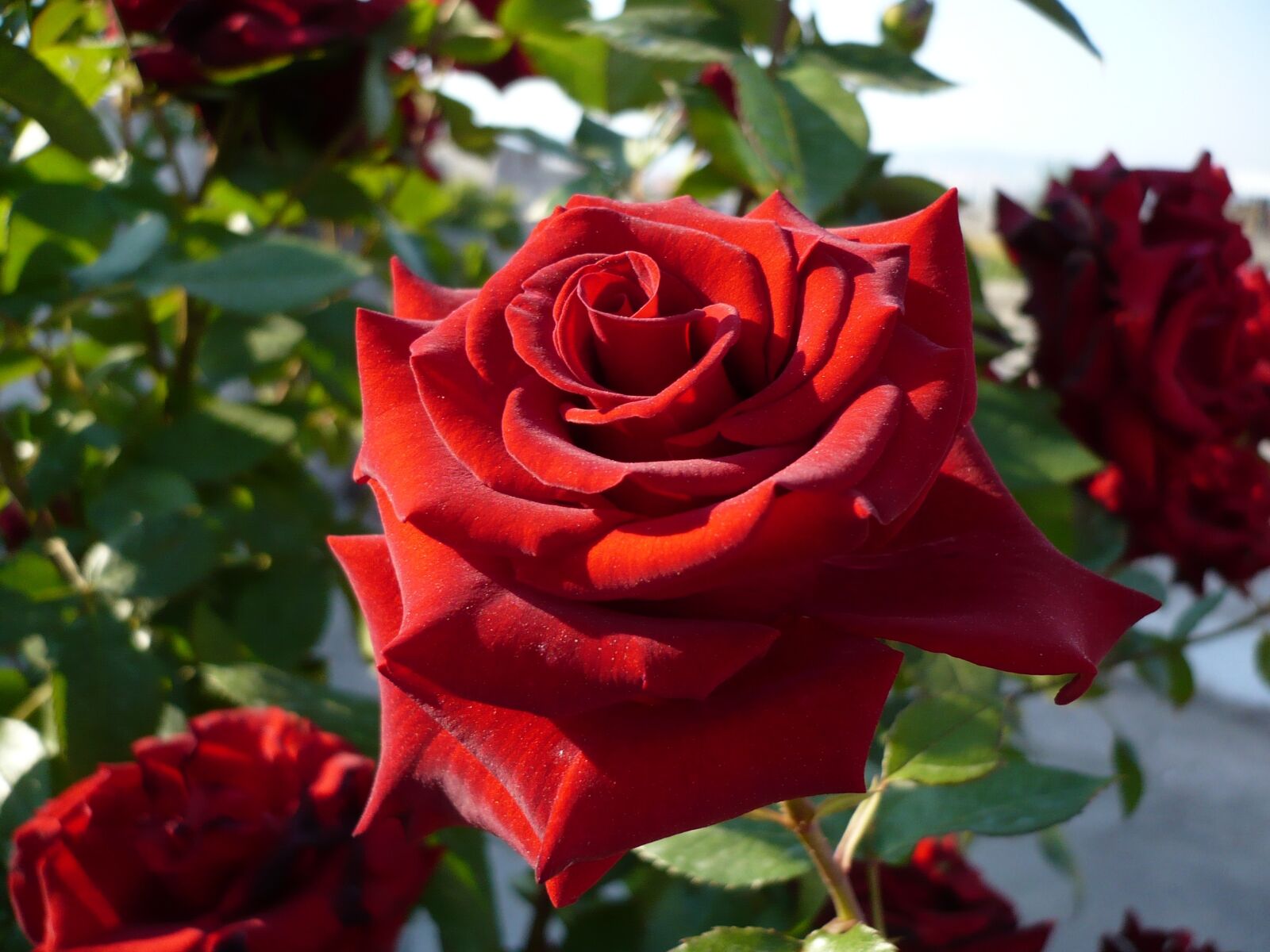 Panasonic DMC-LS60 sample photo. Rose, red rose, macro photography