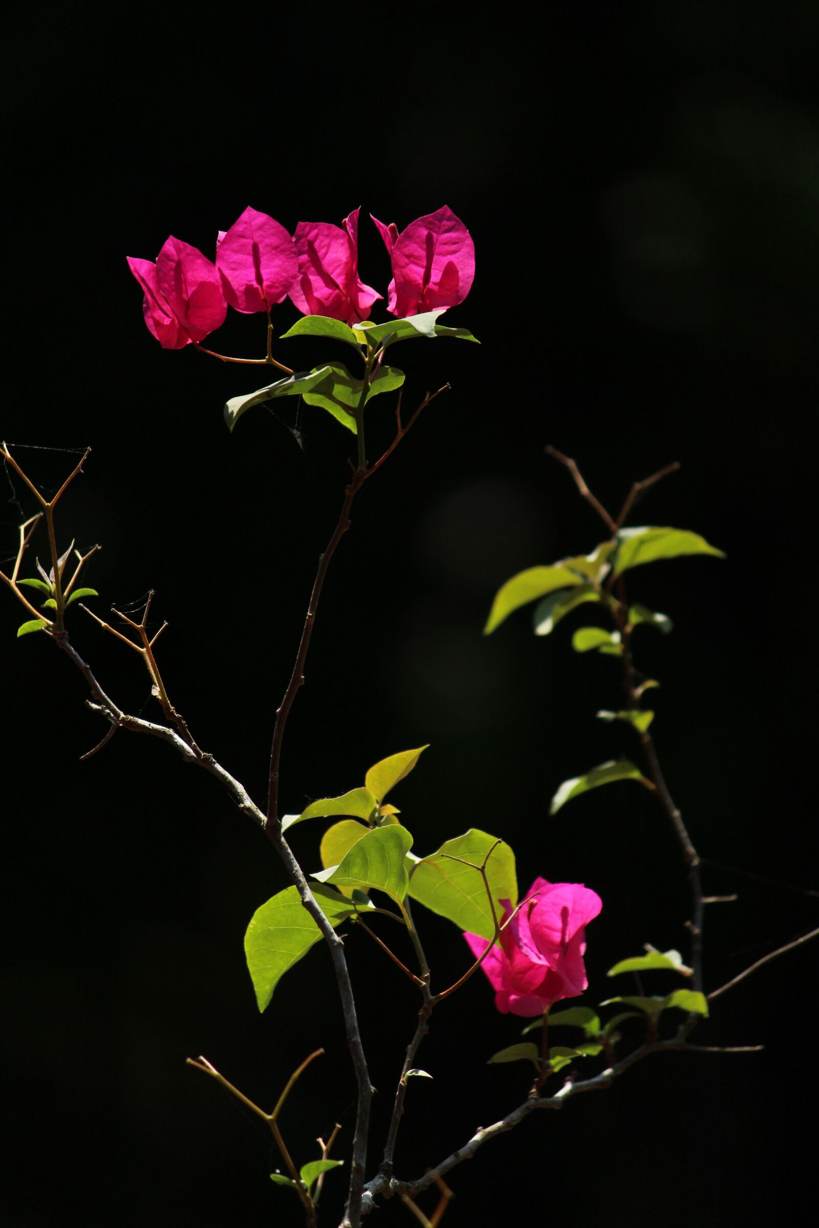 Canon EOS 1300D (EOS Rebel T6 / EOS Kiss X80) sample photo. Flower, flora, nature photography