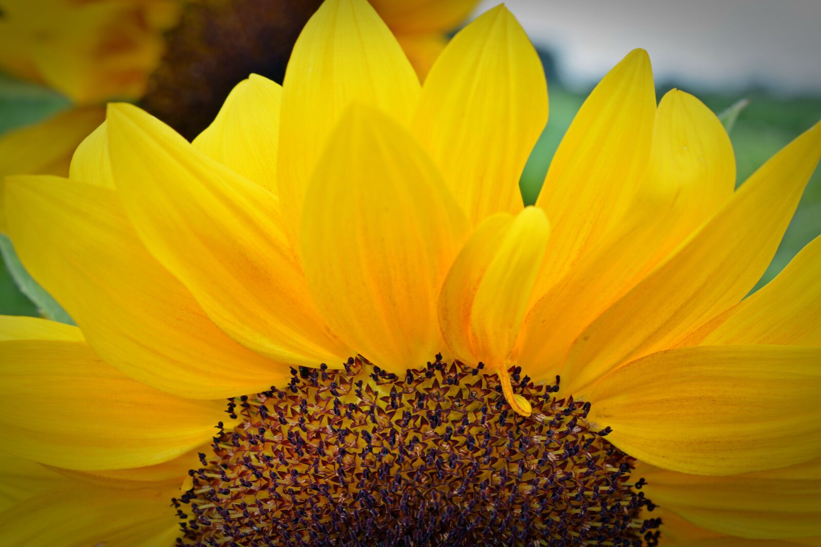 Nikon D5200 sample photo. Sunflower, blossom, bloom photography