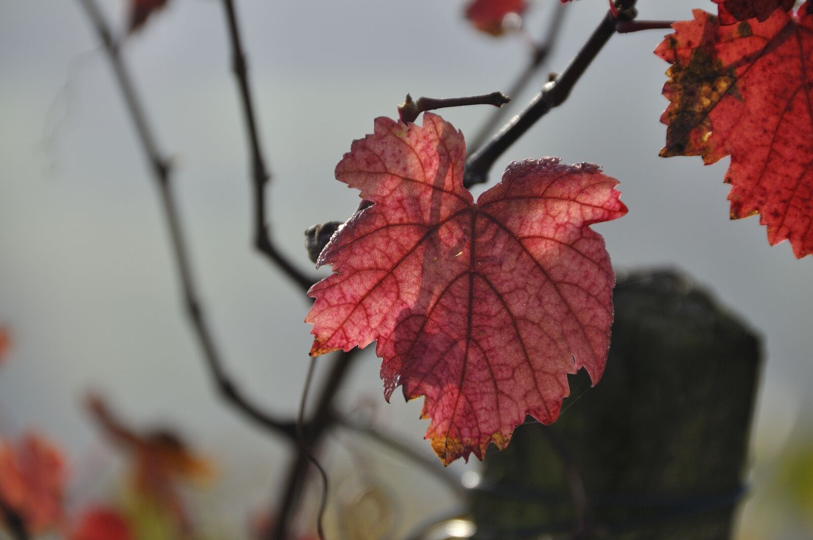 Nikon D90 sample photo. Fall foliage, vine, coloring photography