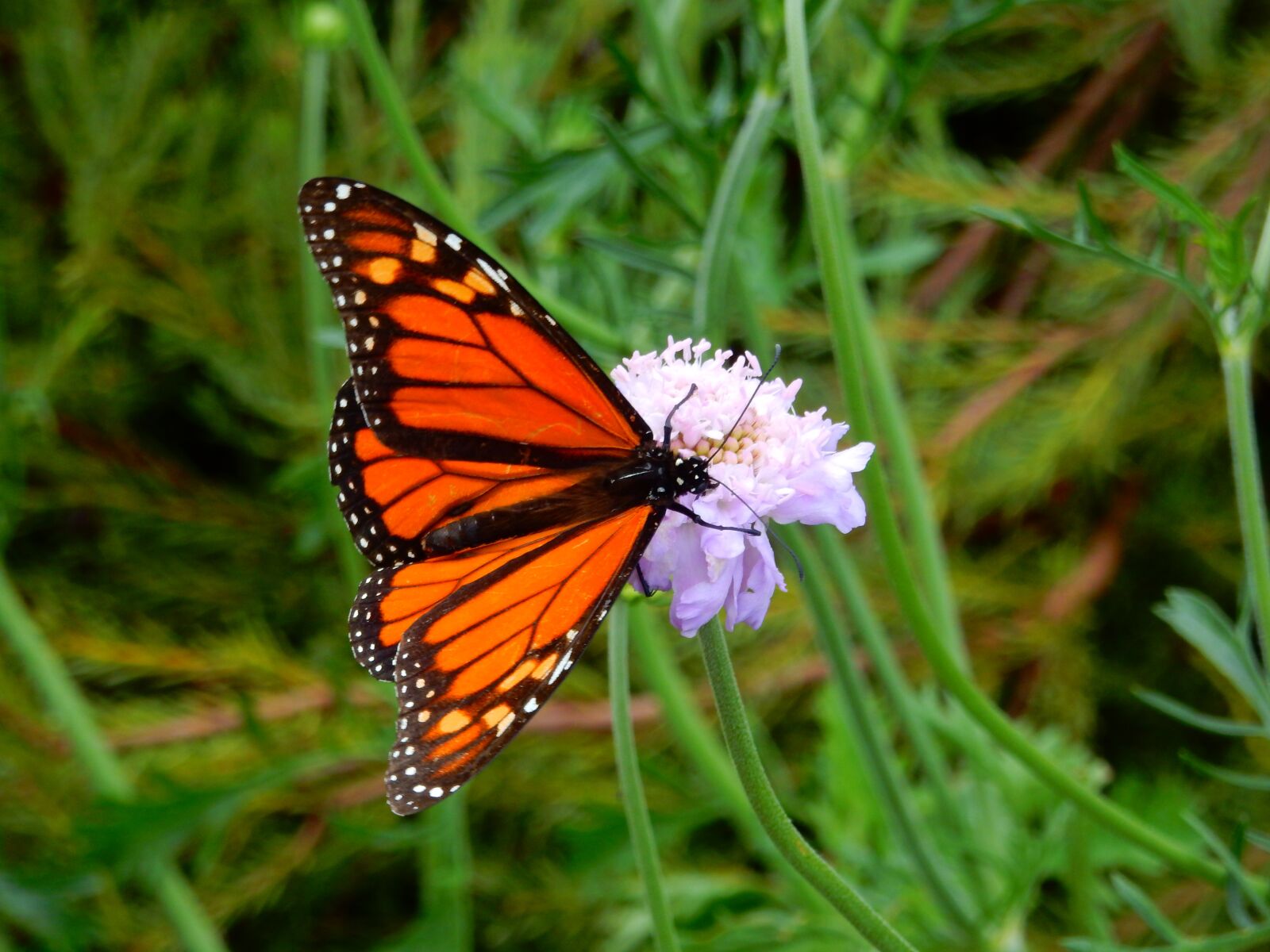 Nikon Coolpix S9900 sample photo. Butterfly, flowers, insect photography