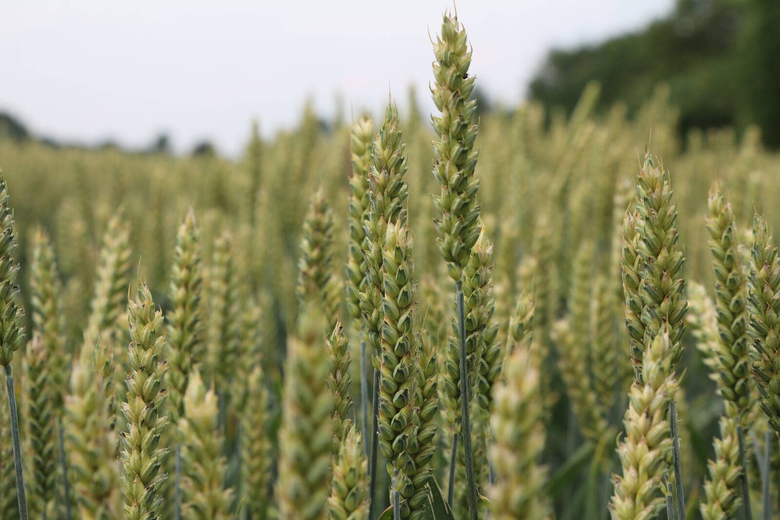 Canon EOS 700D (EOS Rebel T5i / EOS Kiss X7i) sample photo. Summer, cornfield, landscape photography