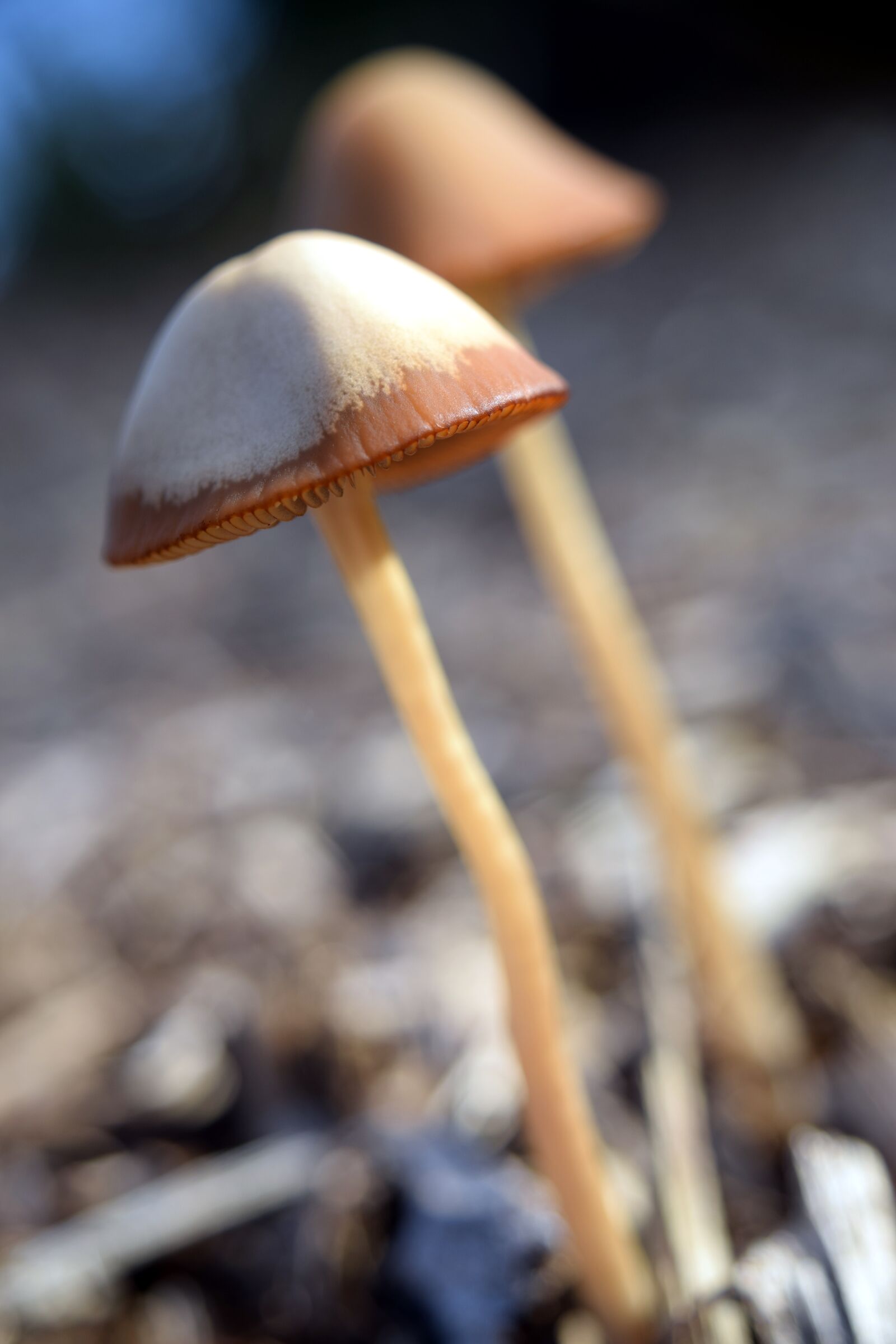 Nikon D5300 sample photo. Mushrooms, autumn, nature photography