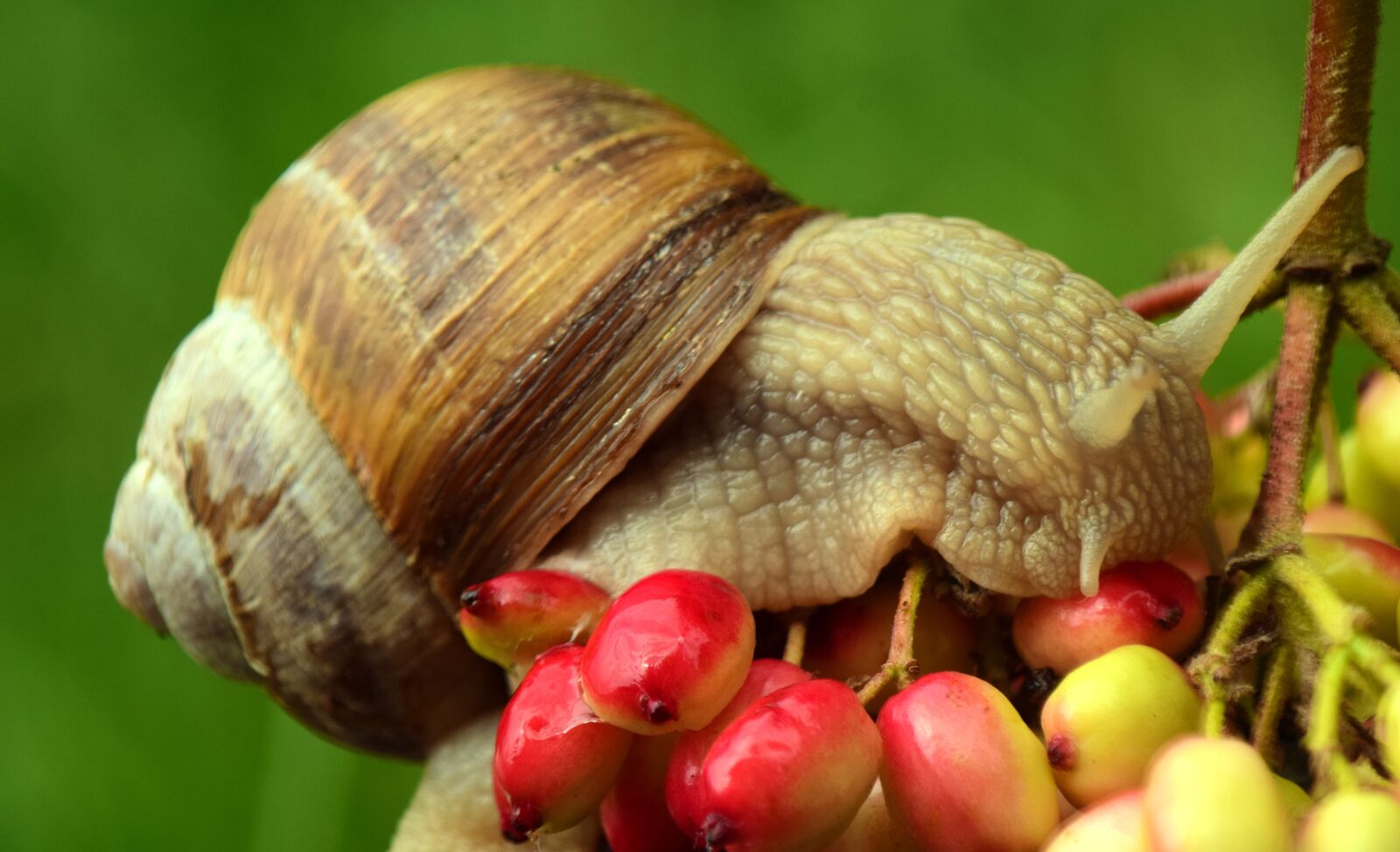 Nikon D3300 sample photo. Snail, crawl, shell photography