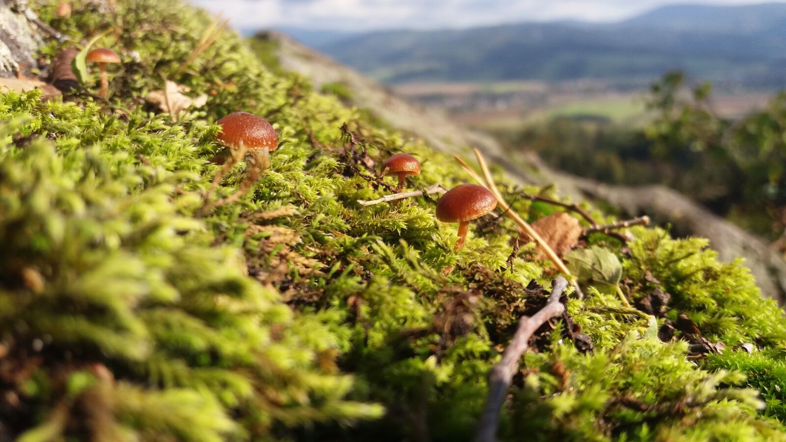 Samsung Galaxy J5 sample photo. Mushrooms, moss, nature photography
