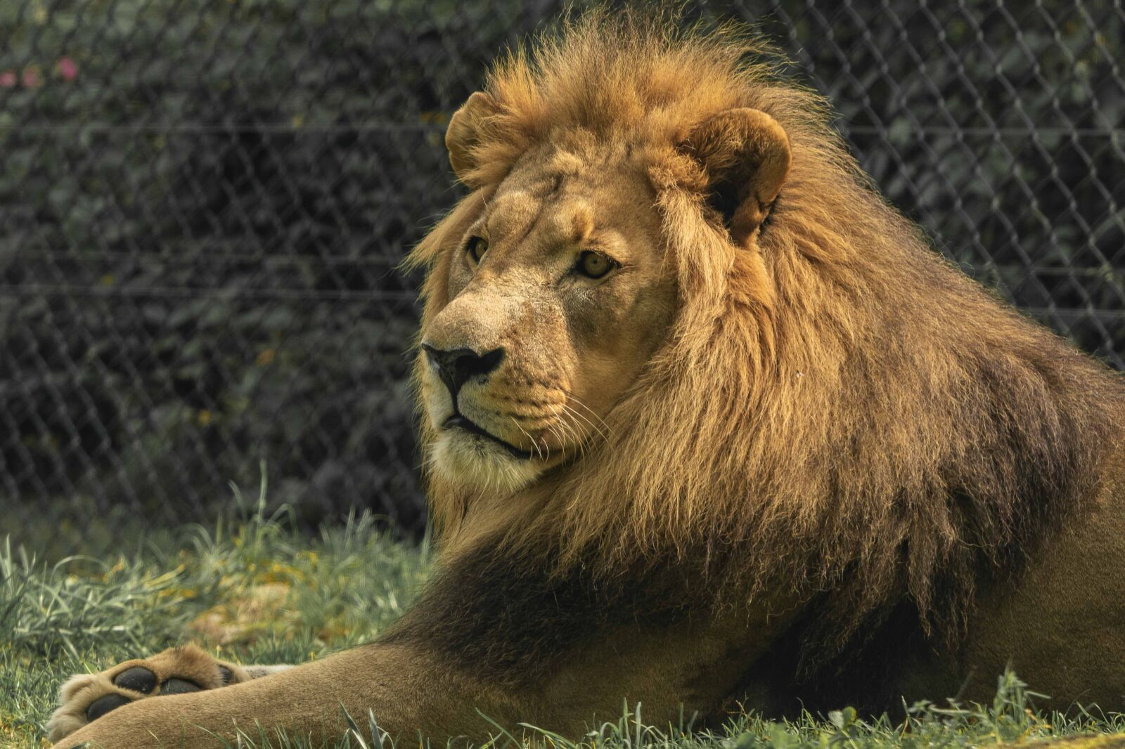 Nikon D500 sample photo. Lion, zoo, predator photography