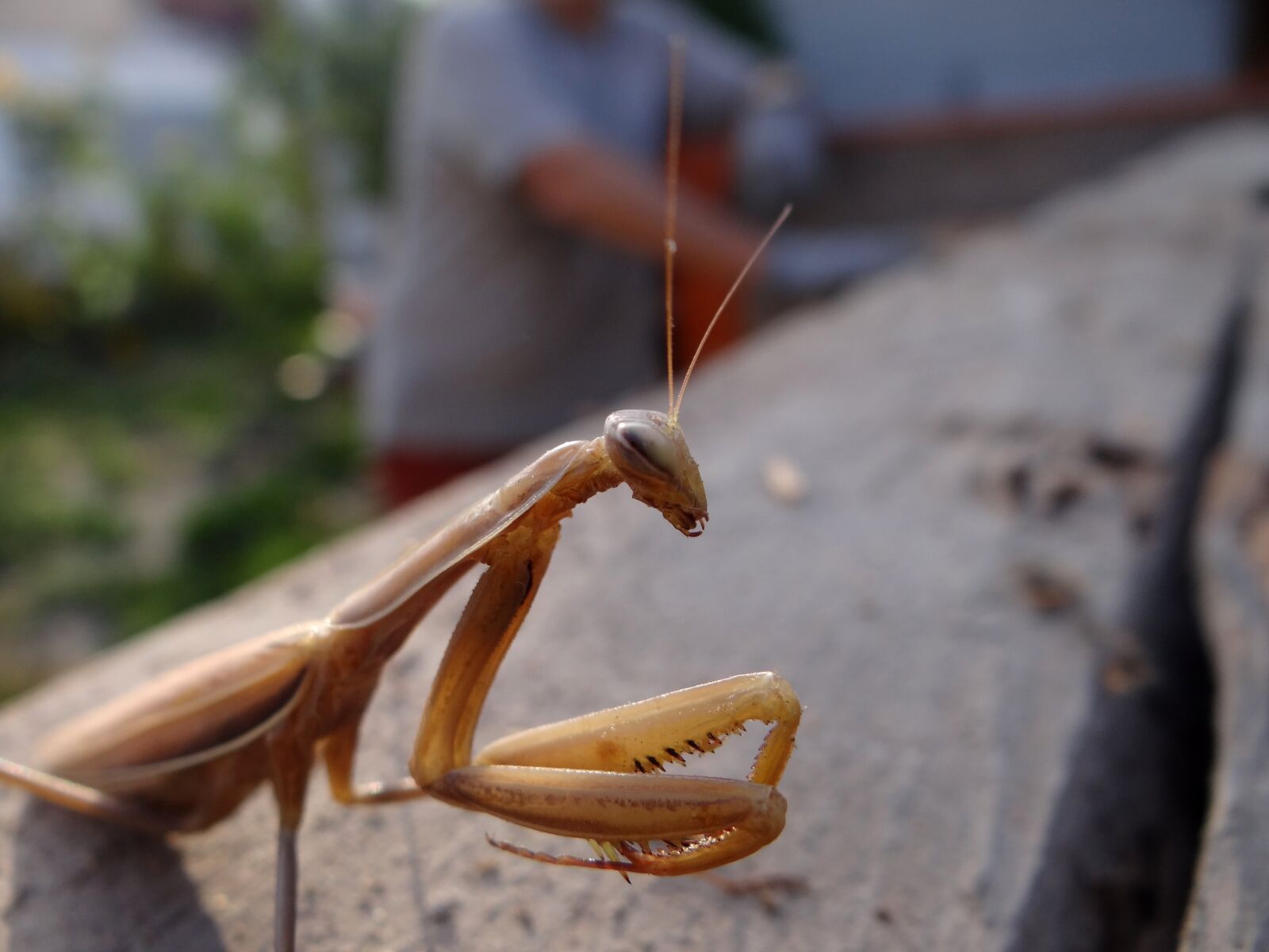 Sony Cyber-shot DSC-HX100V sample photo. Praying mantis, insect, brown photography