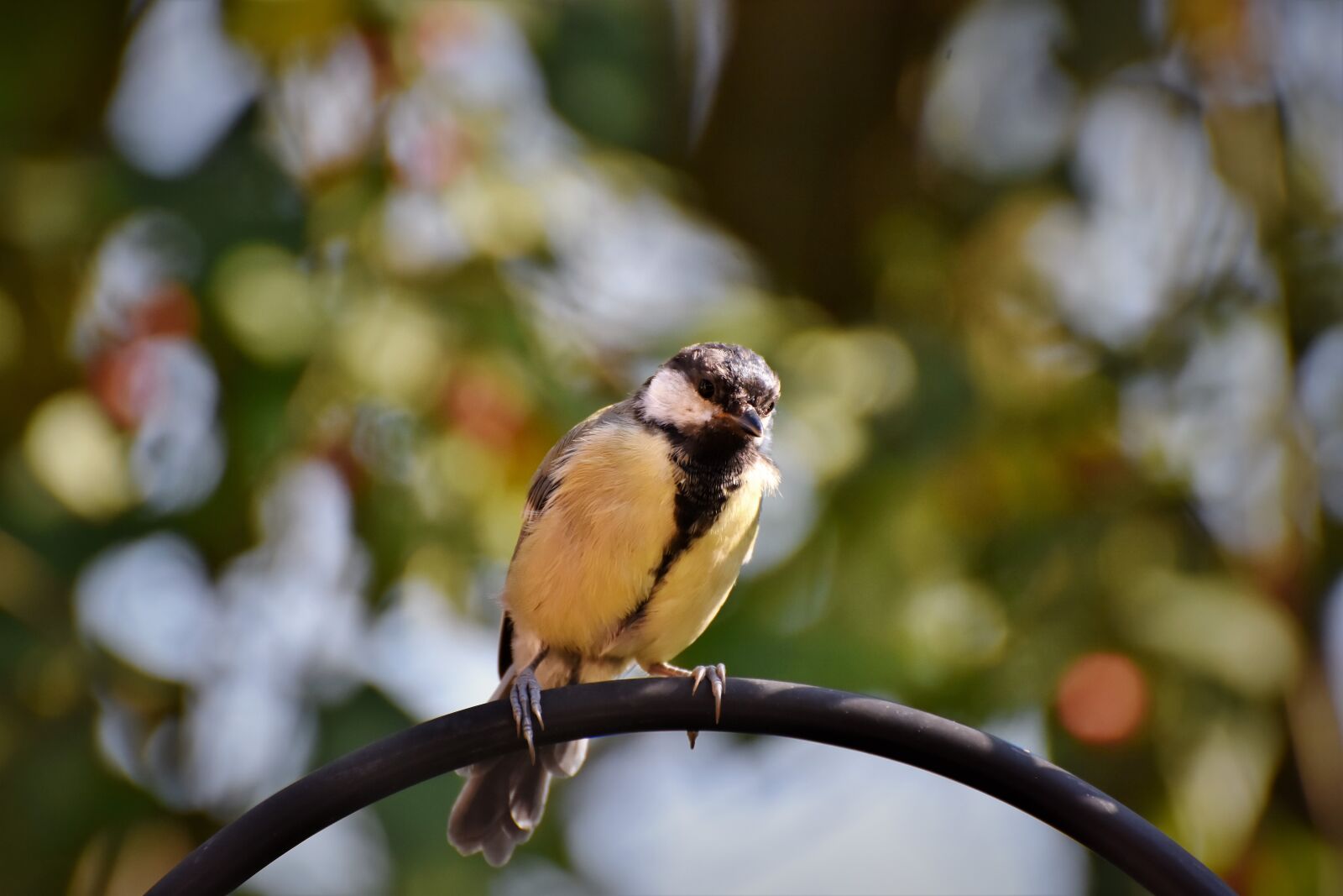 Nikon D7200 sample photo. Tit, songbird, bird photography