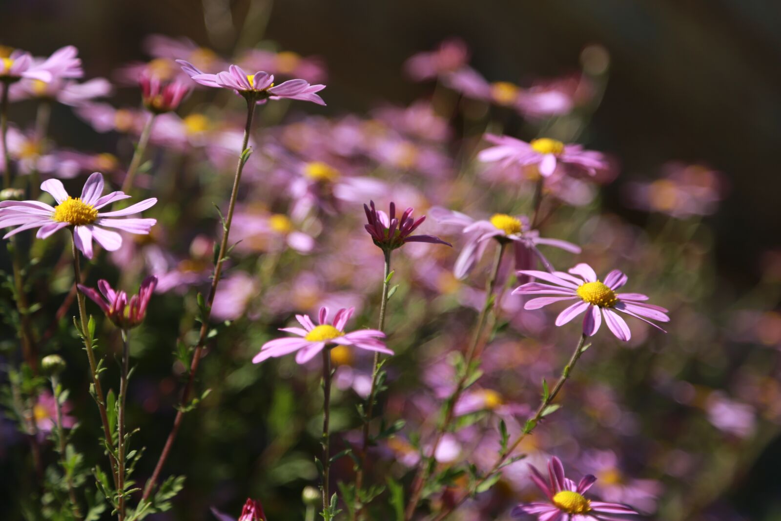 Canon EOS 6D + Canon EF 24-105mm F4L IS USM sample photo. Chrysanthemum, flowers, nature photography