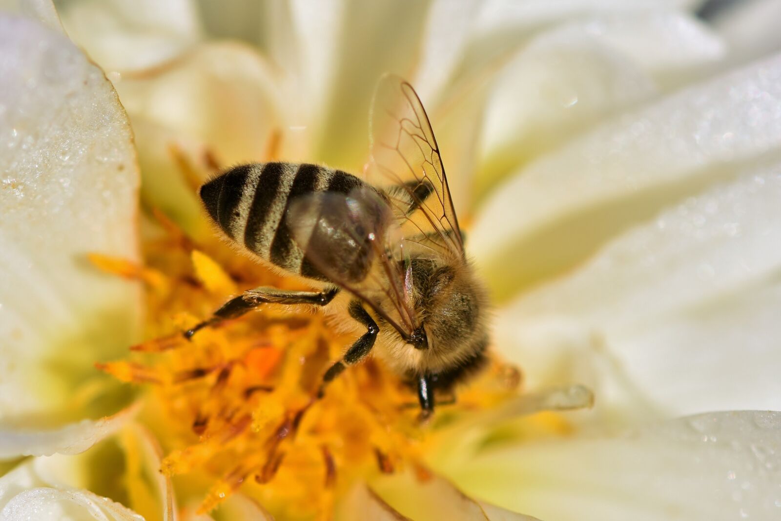 Nikon D7200 sample photo. Bee, honey bee, pollen photography