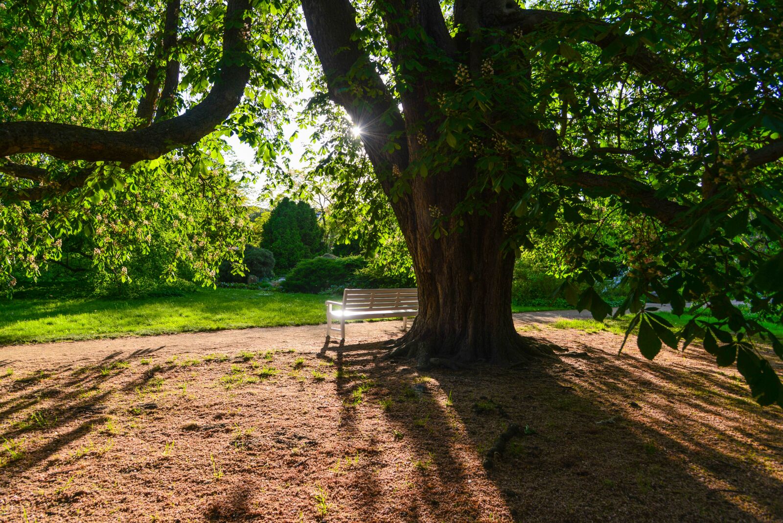 Nikon D610 sample photo. Park, shadow, shady photography