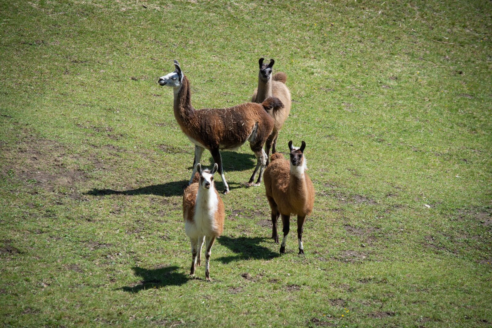 Nikon D7100 sample photo. Lamas, group, flock photography