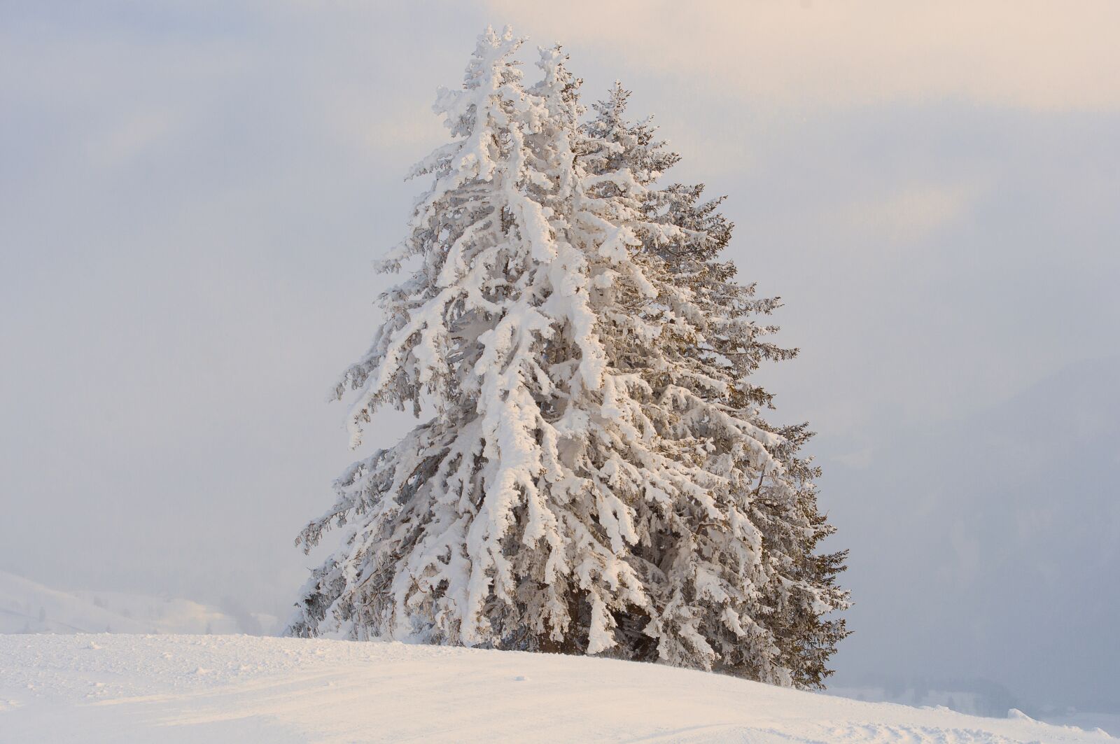 Nikon D90 sample photo. Snow, winter, frost photography